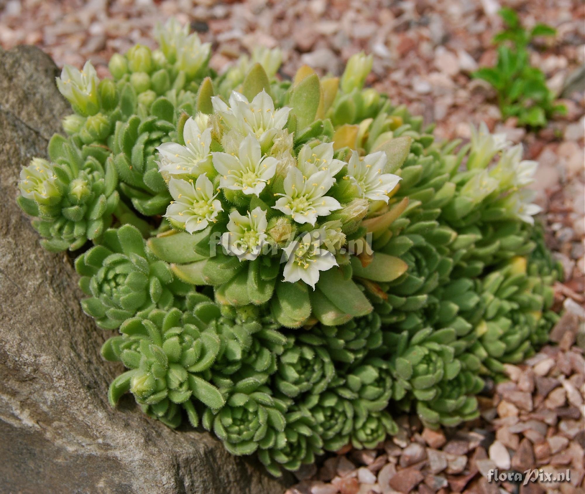 Rosularia chrysantha