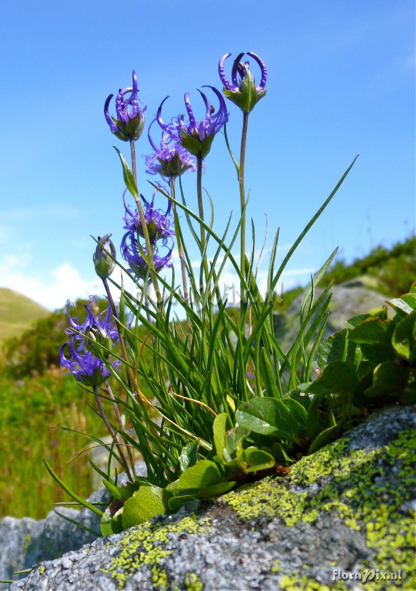 Phyteuma orbiculare