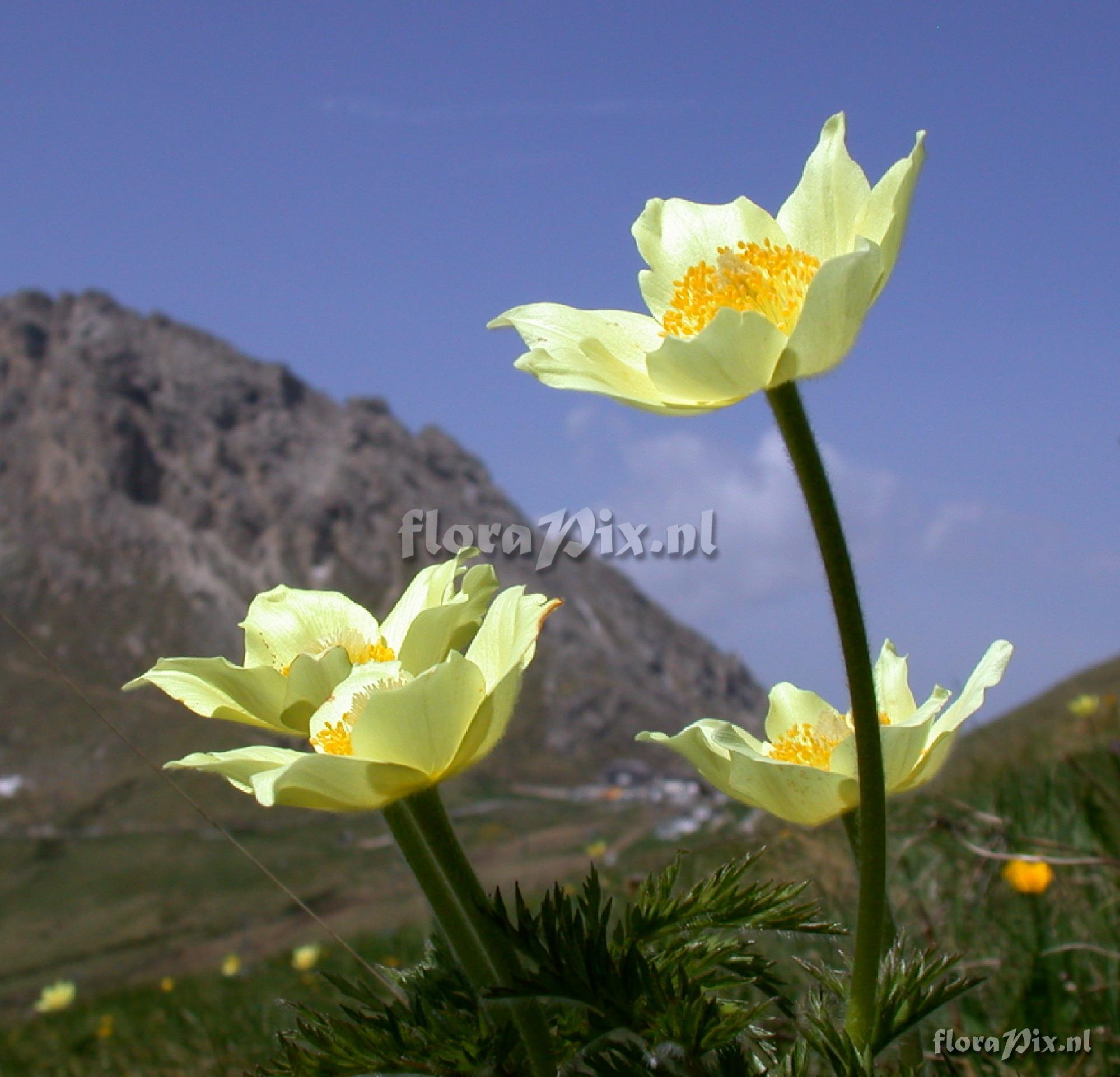 Pulsatilla alpina ssp. apiifolia