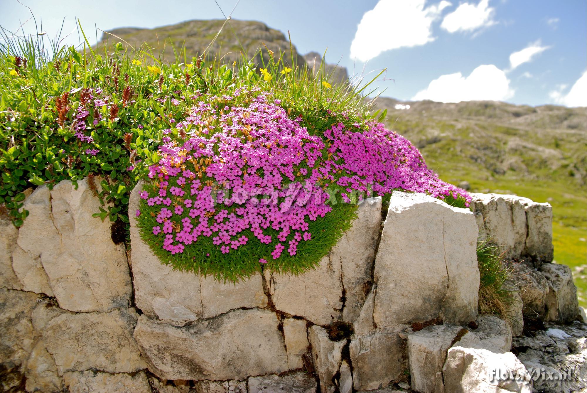 Silene acaulis