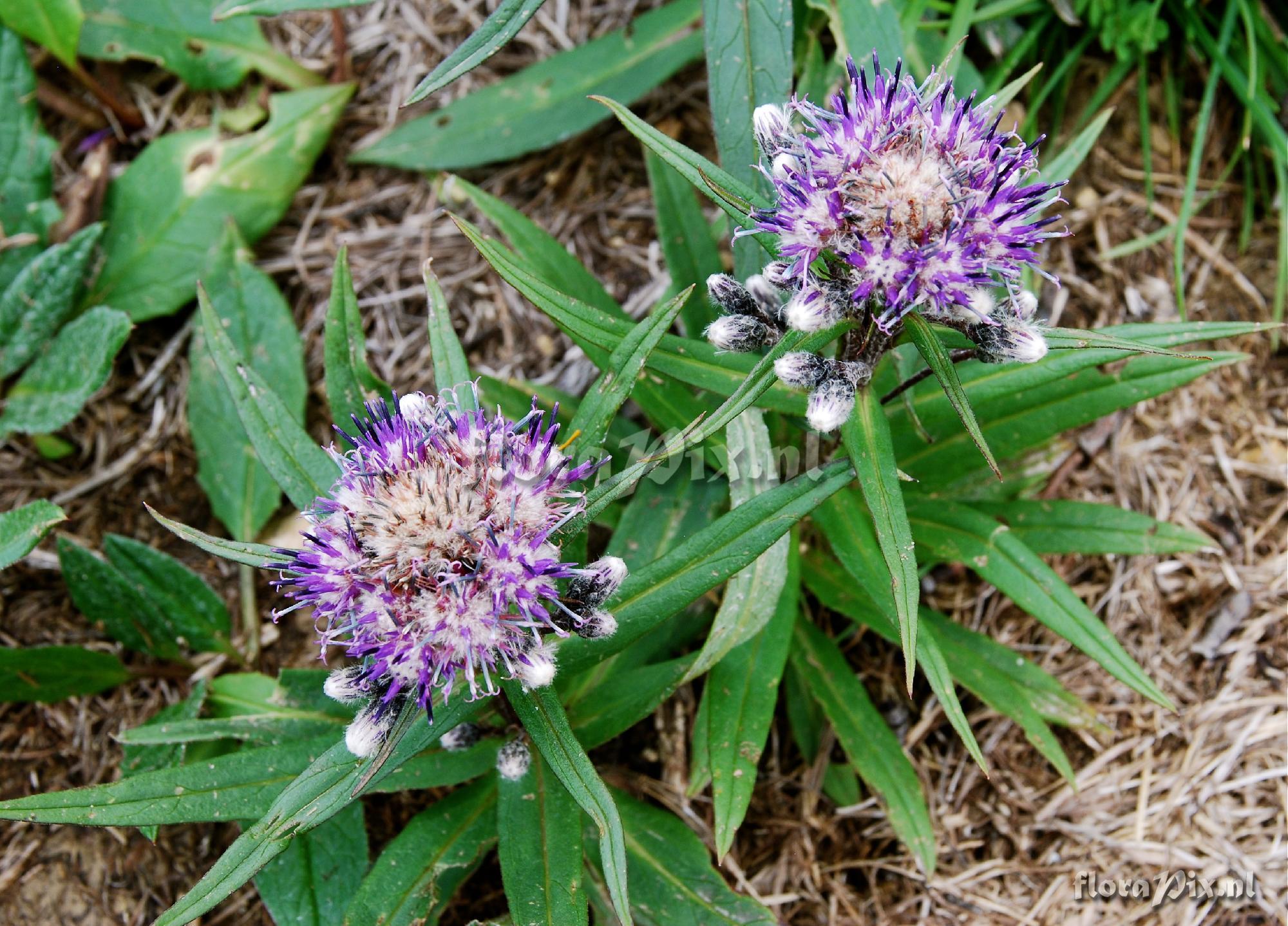 Saussurea alpina