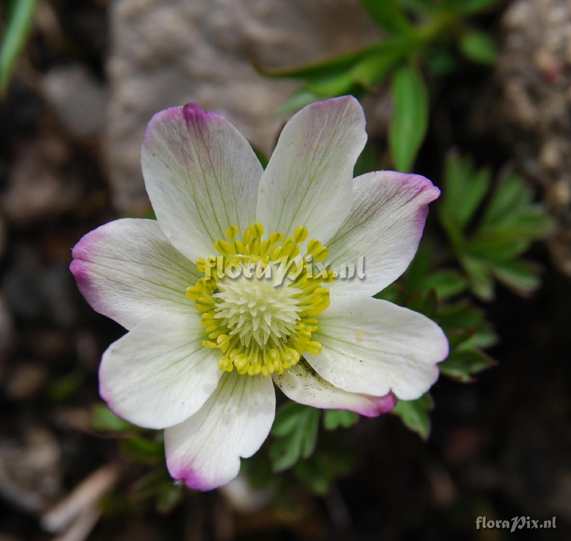 Anemone baldensis