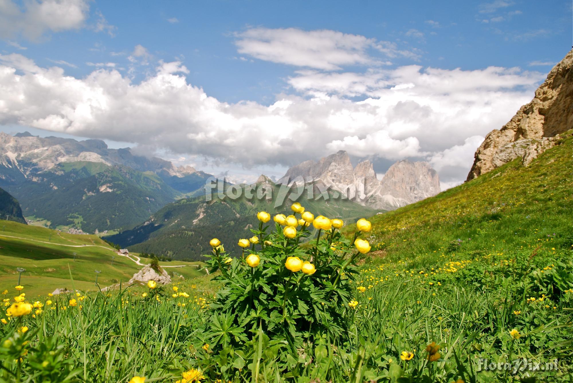 Trollius europaeus