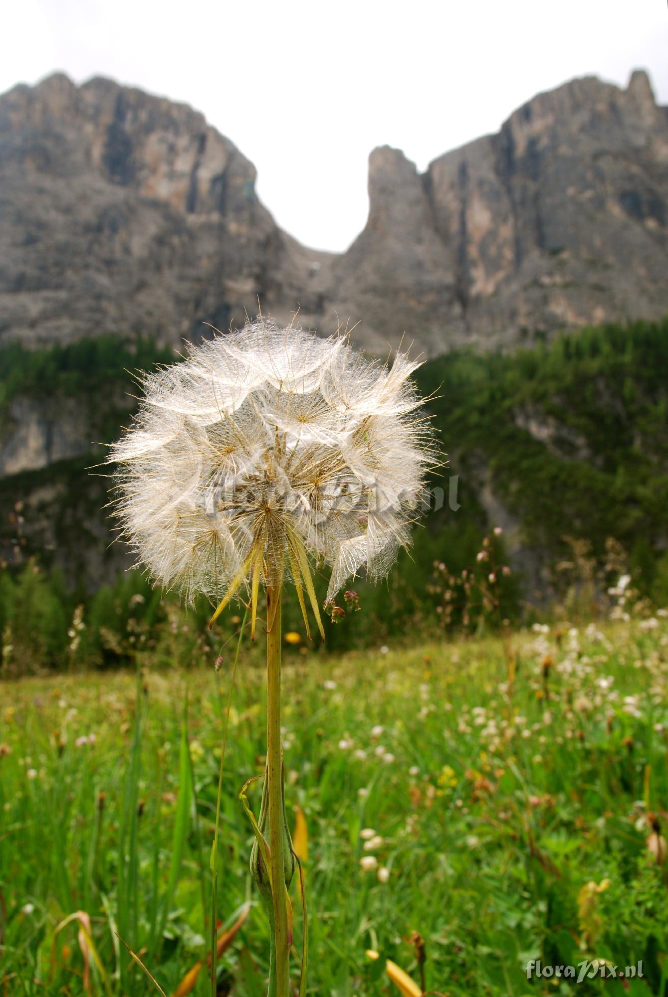 Tragopogon dubius