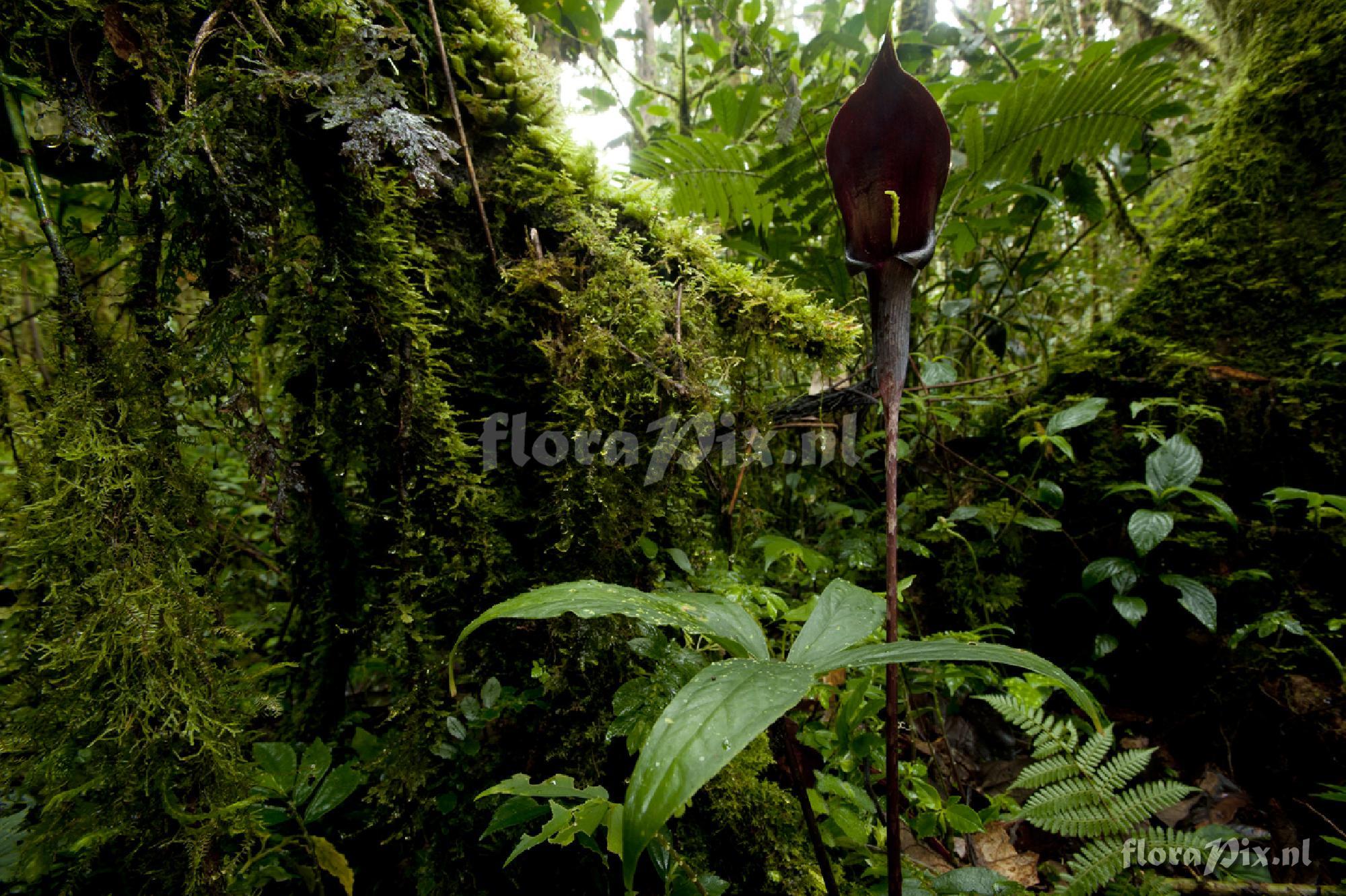 Arisaema ornatum