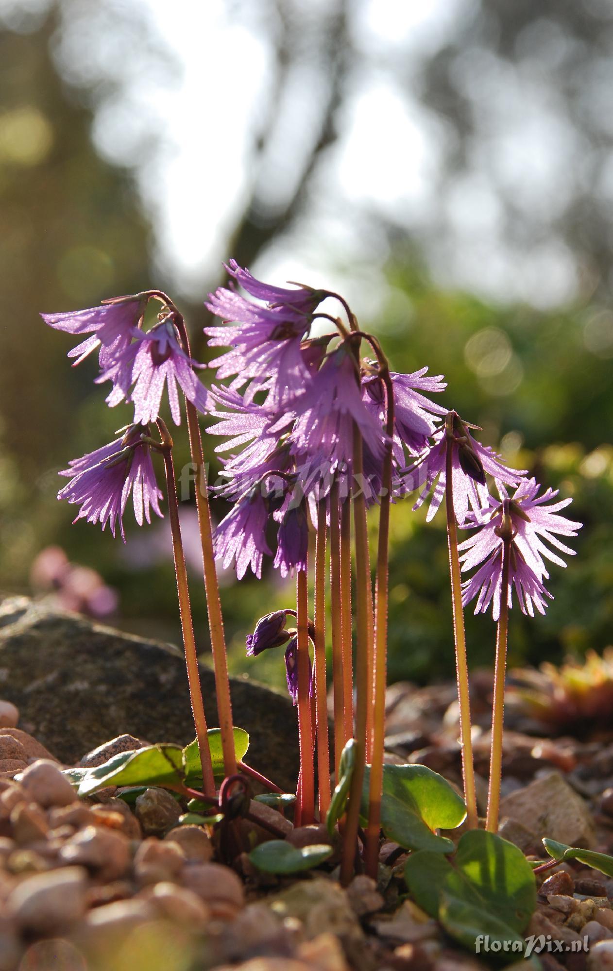 Soldanella alpina