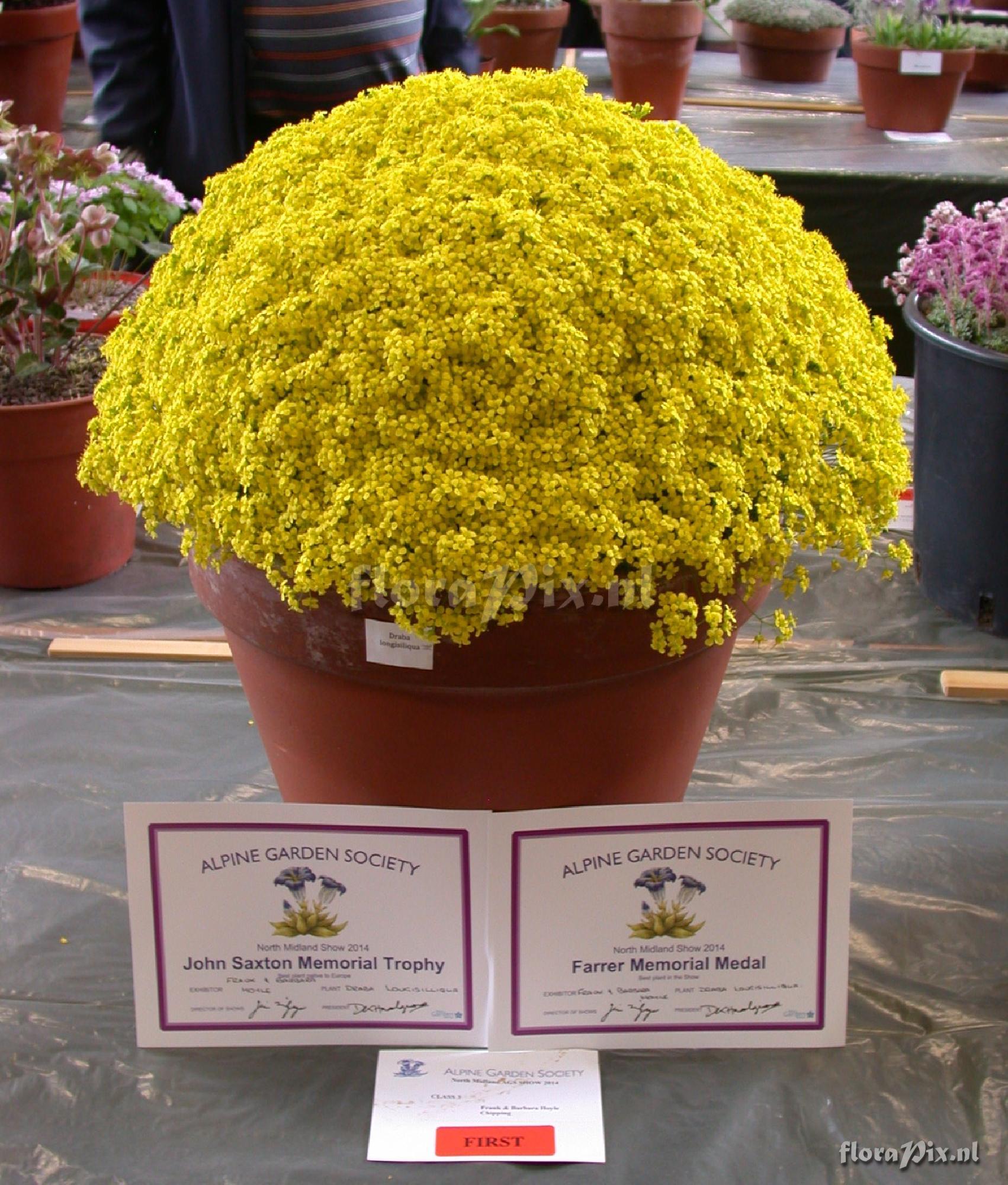 Draba longisiliqua