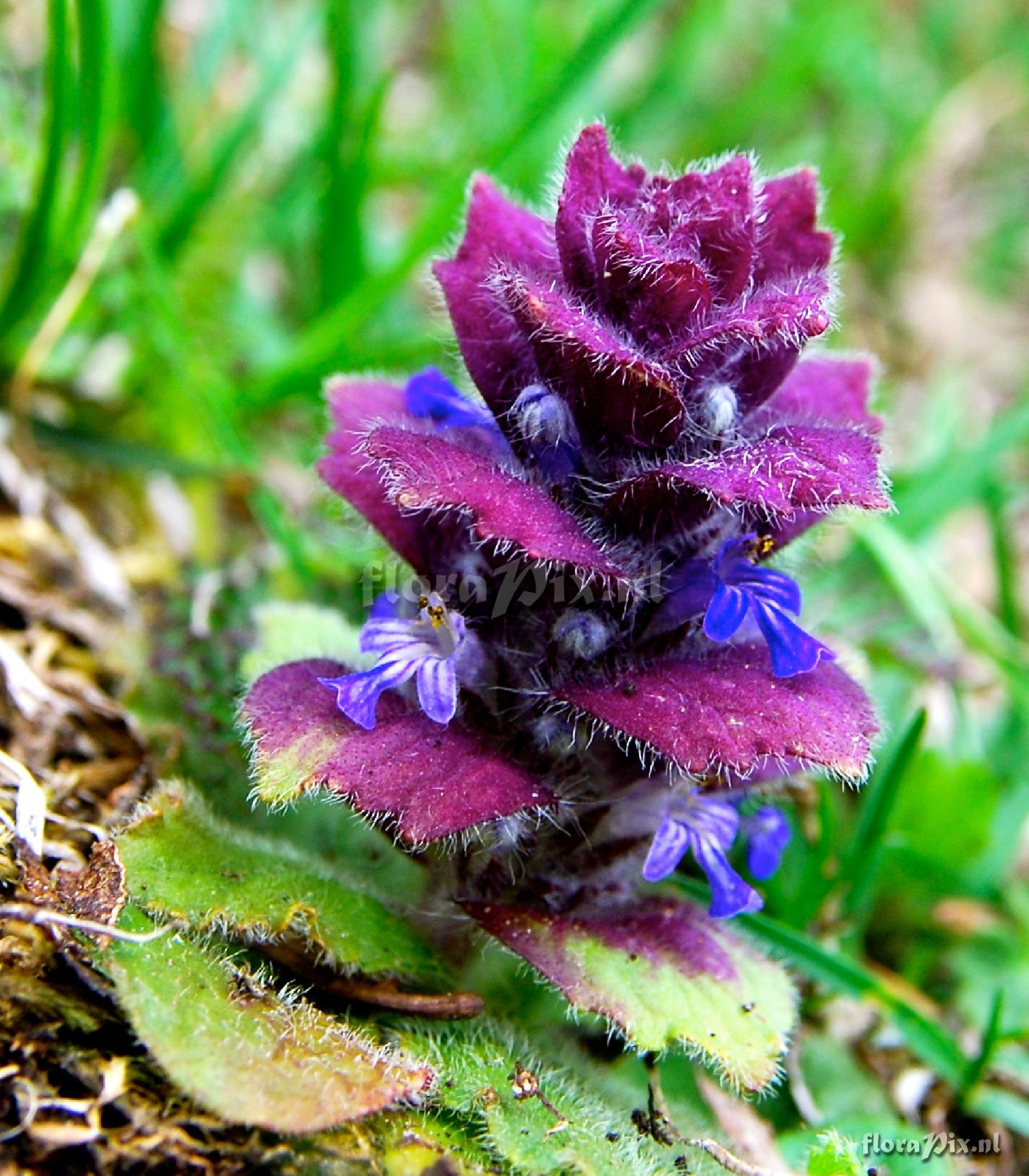 Ajuga pyramidalis