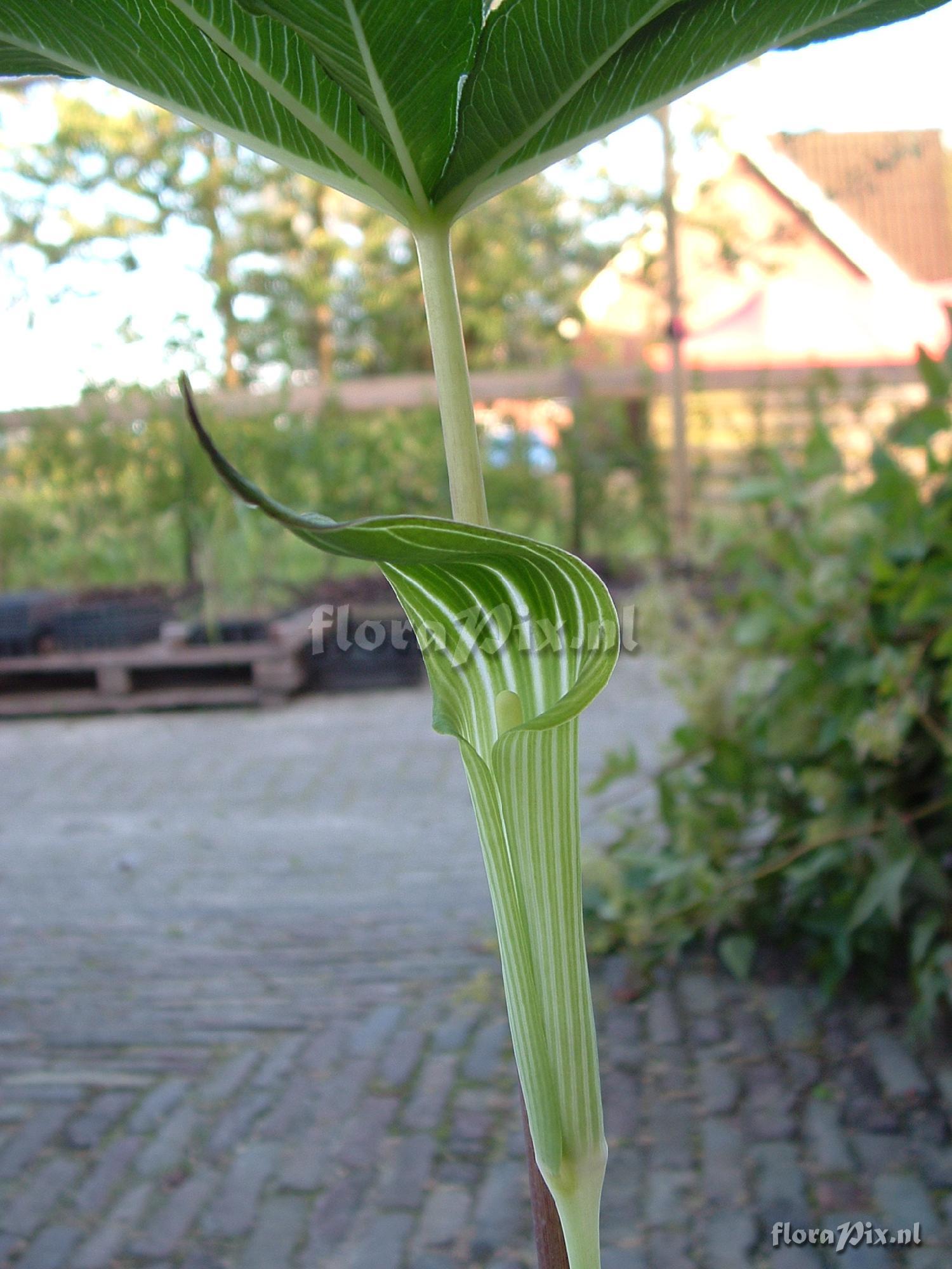 Arisaema leschenaultii