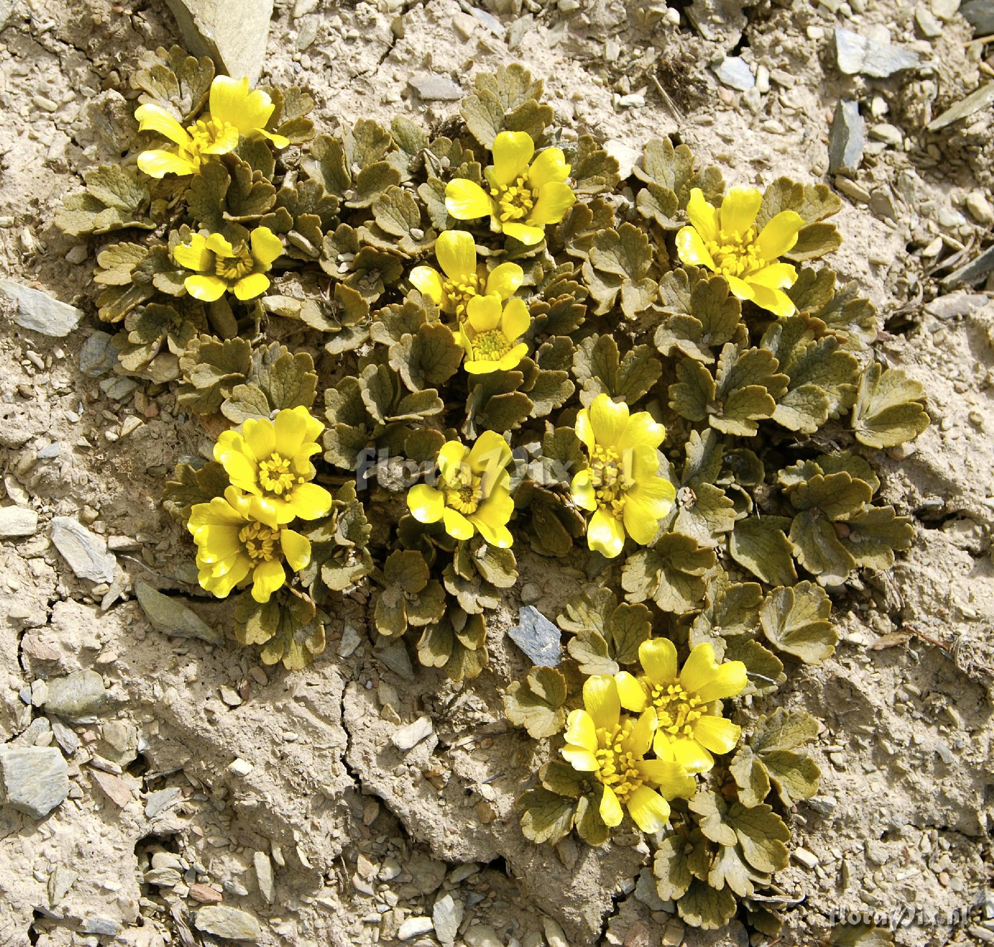 Ranunculus crithmifolius