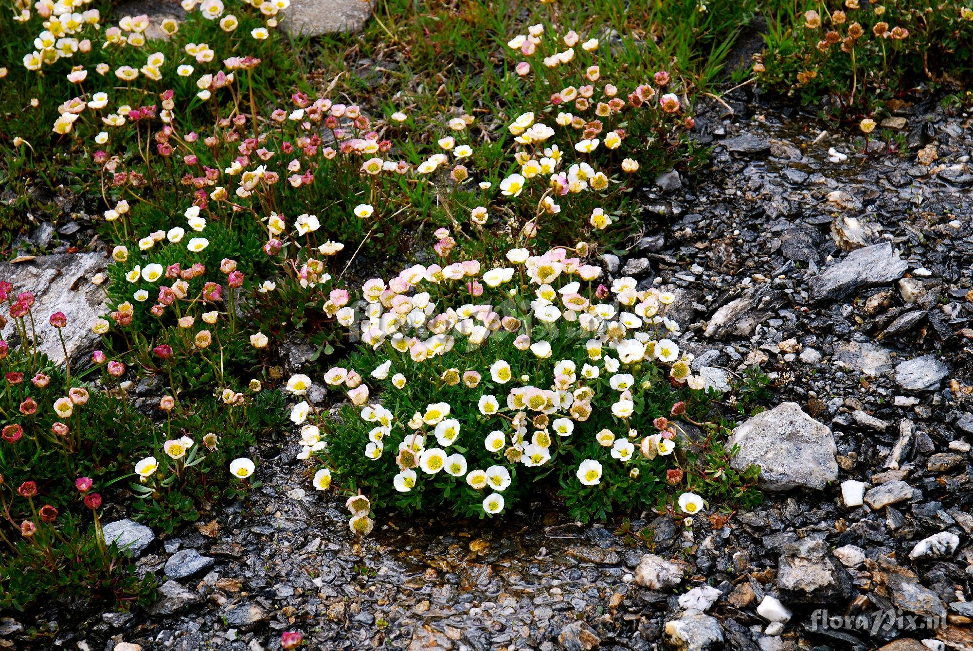 Ranunculus glacialis