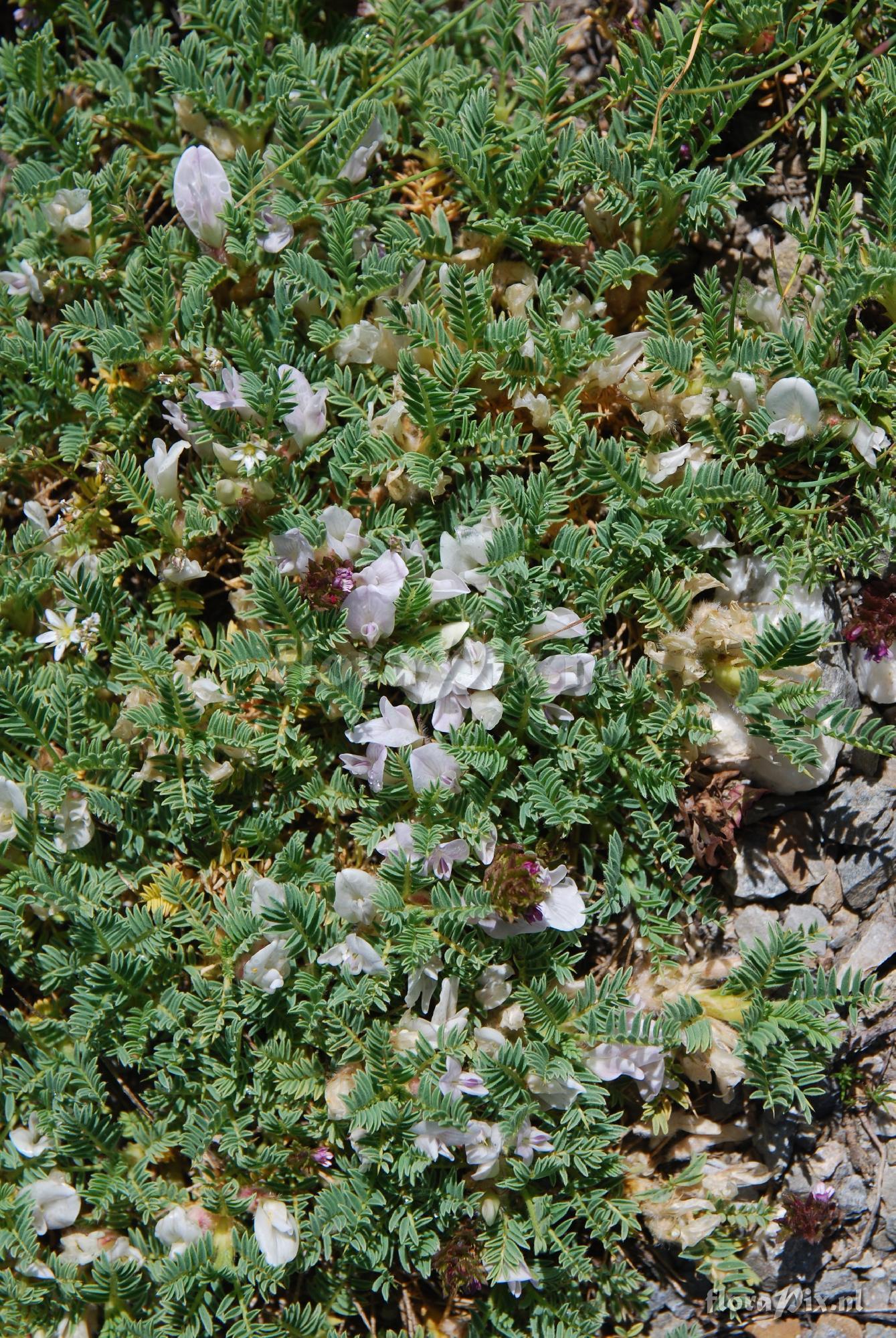 Astragalus sempervirens