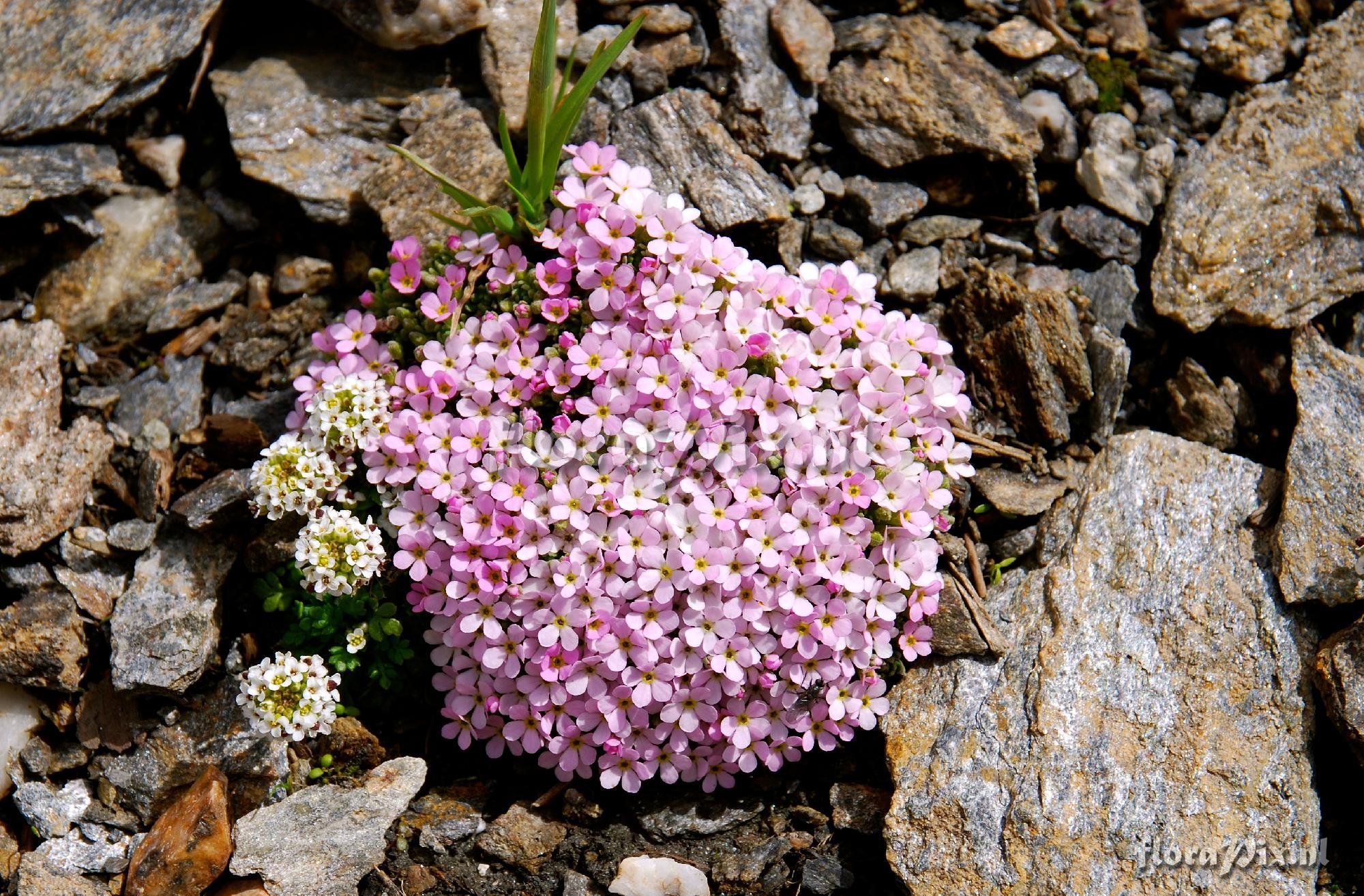 Androsace alpina