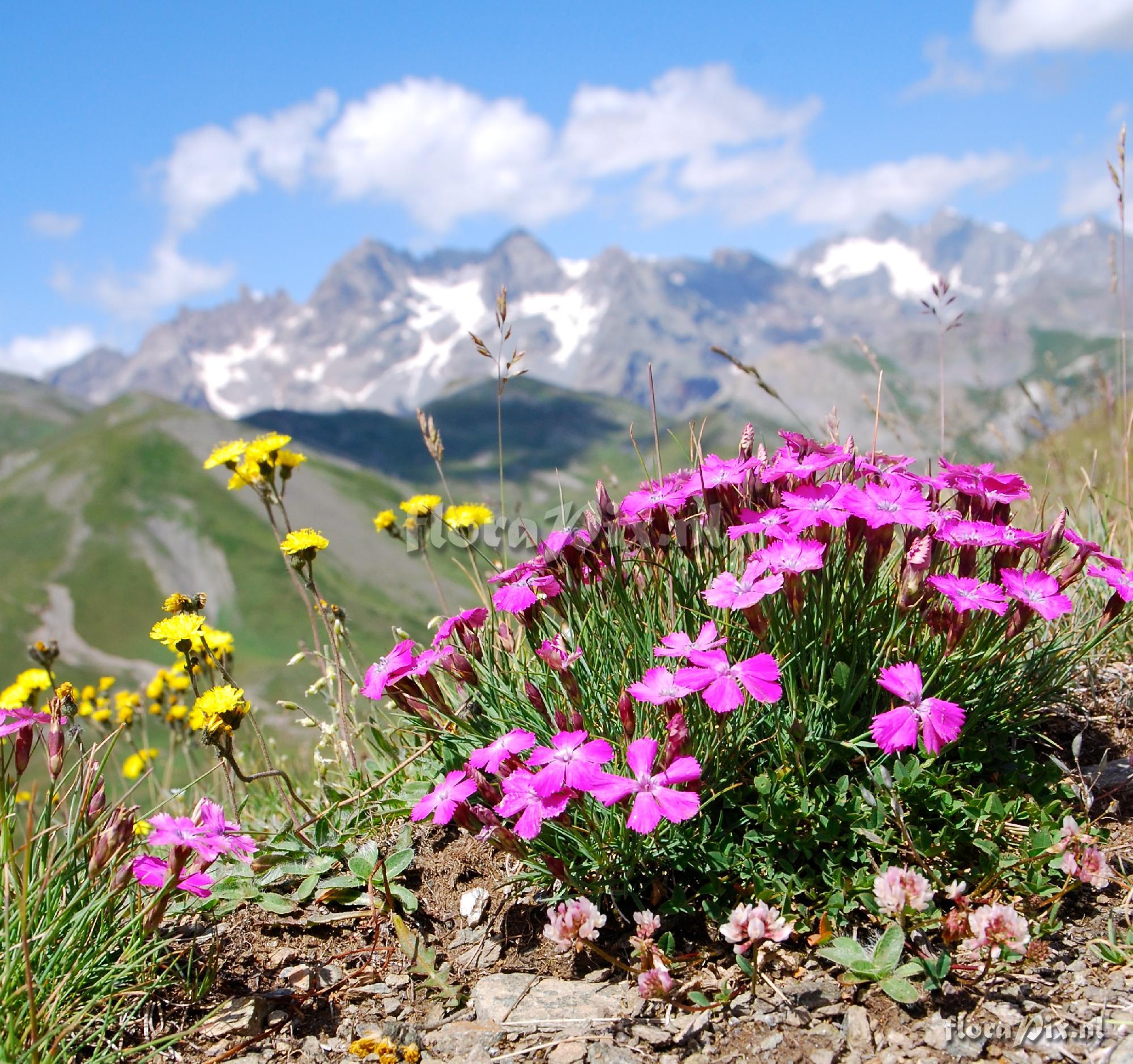 Dianthus pavonius