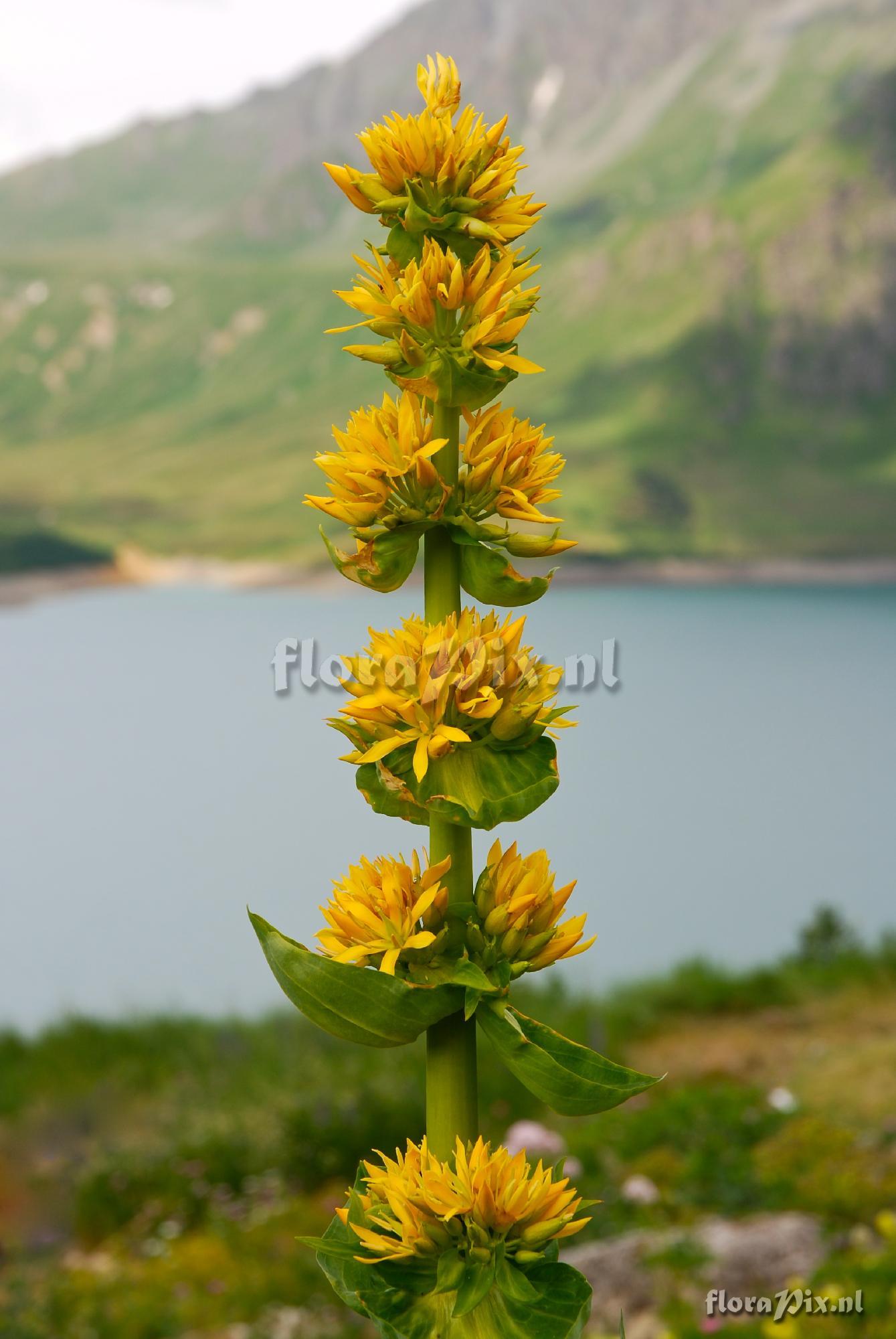 Gentiana lutea