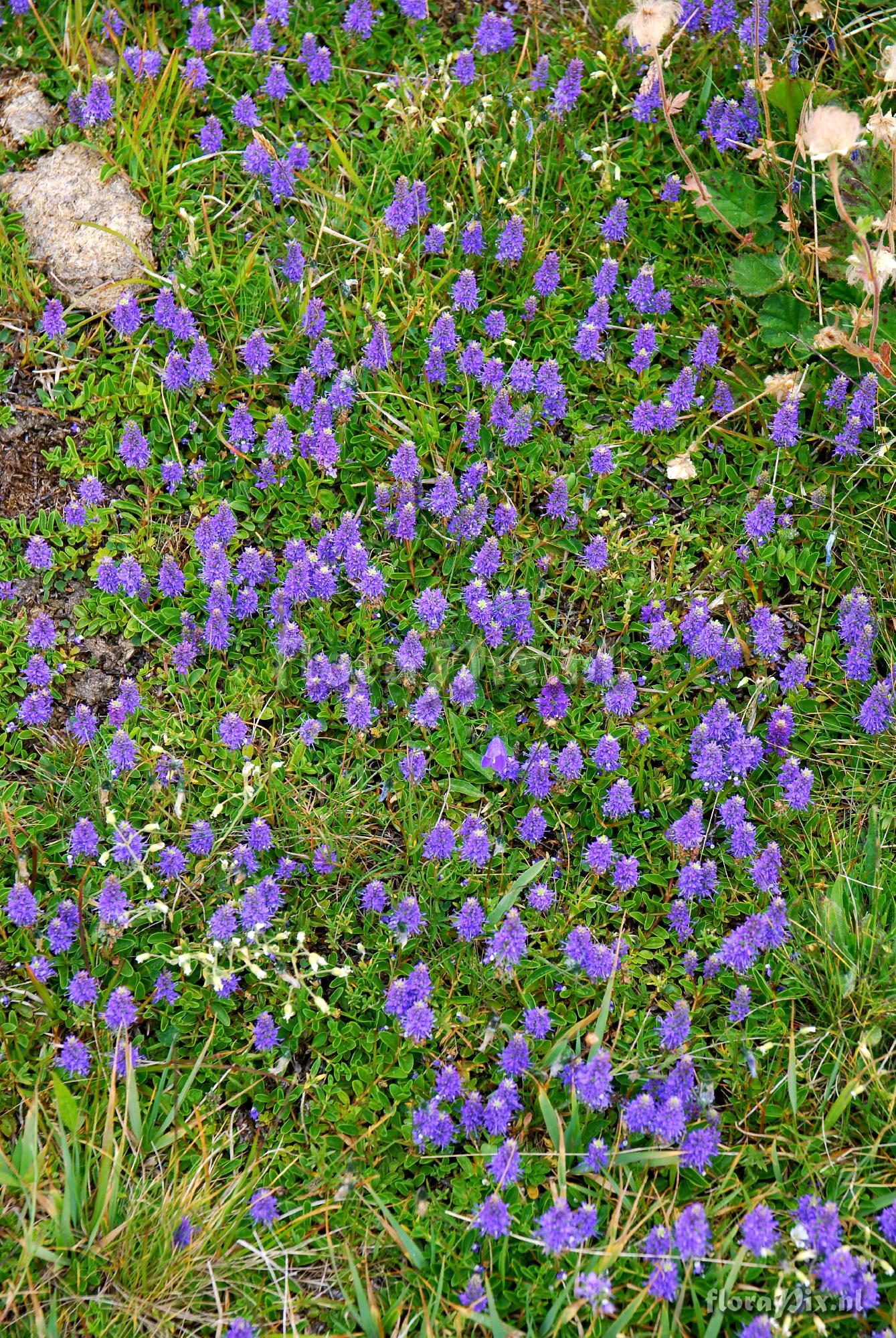 Veronica allionii