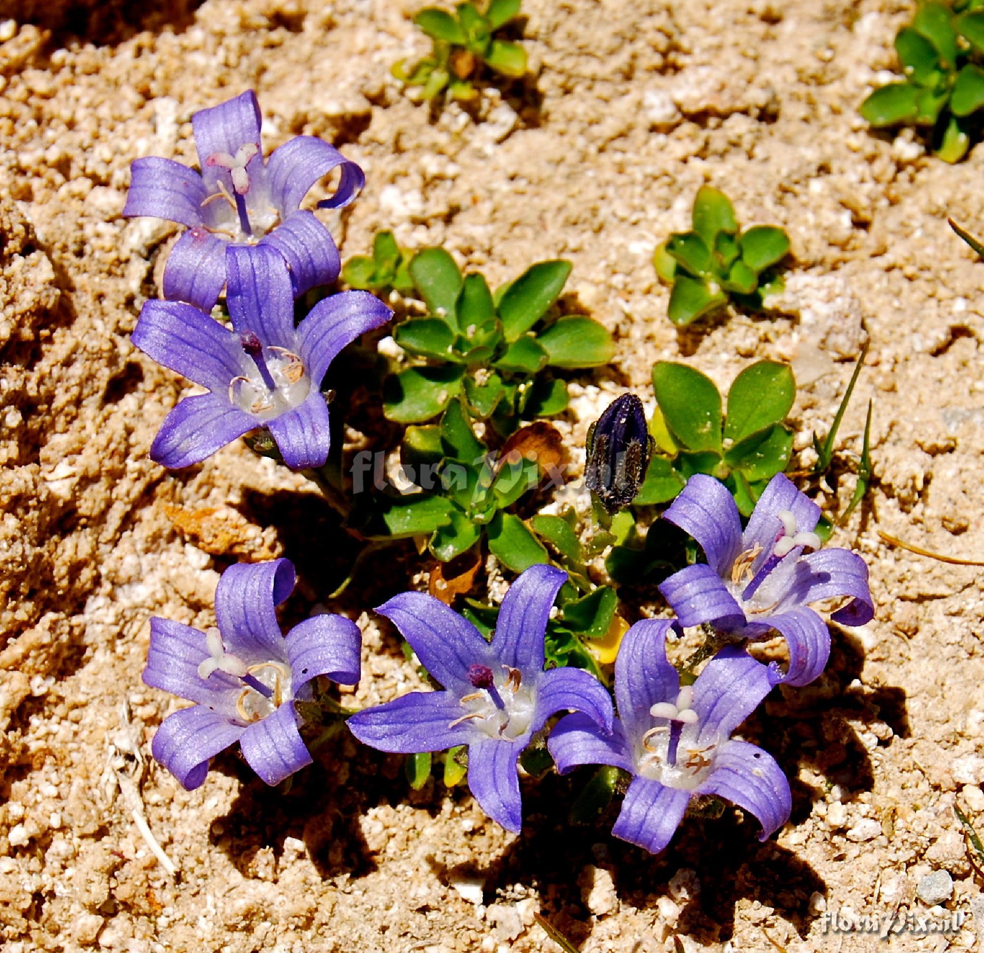 Campanula cenisias