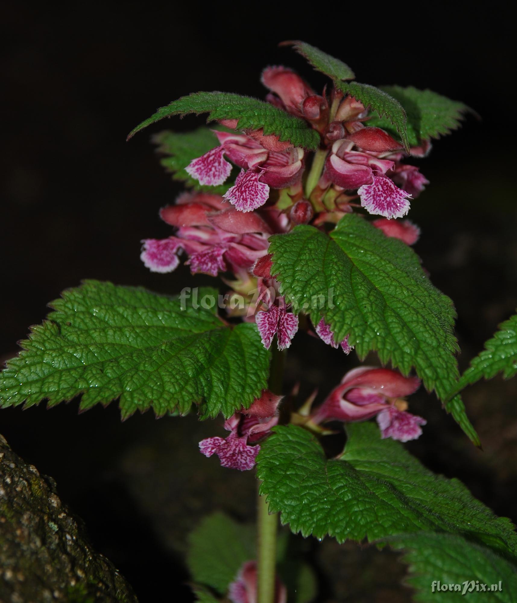 Lamium orvala