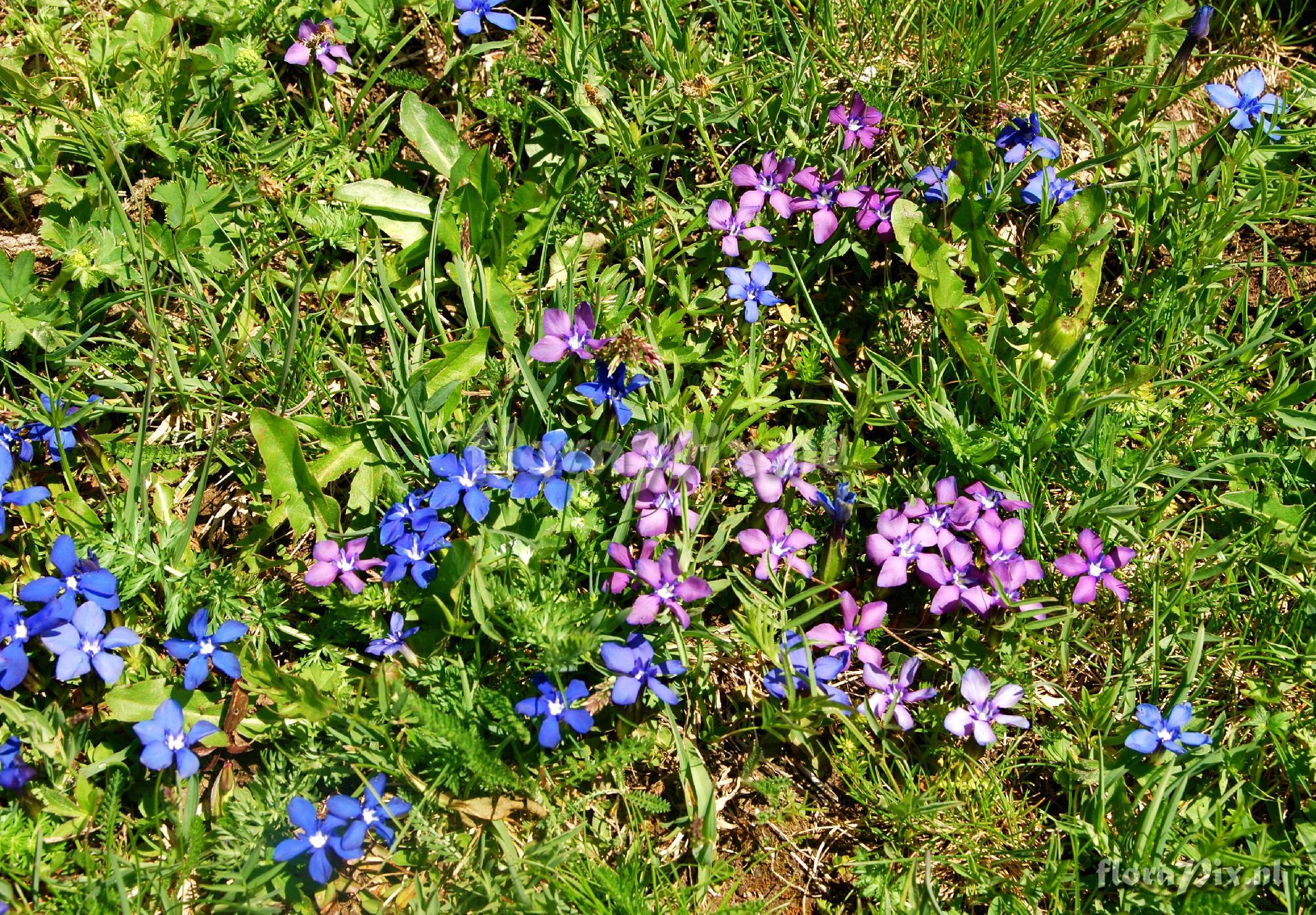 Gentiana verna - colour variation