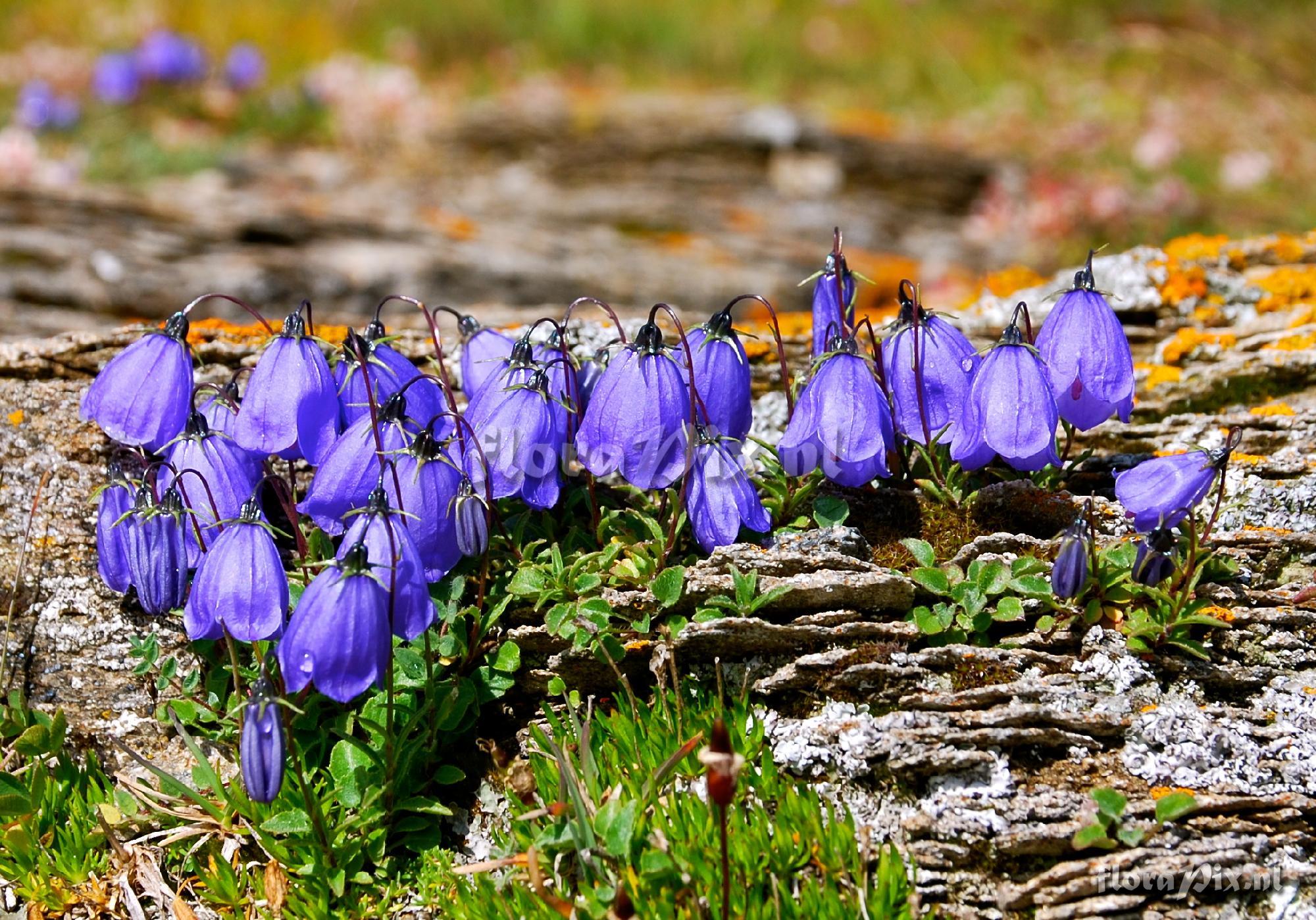 Campanula cochlearifolia