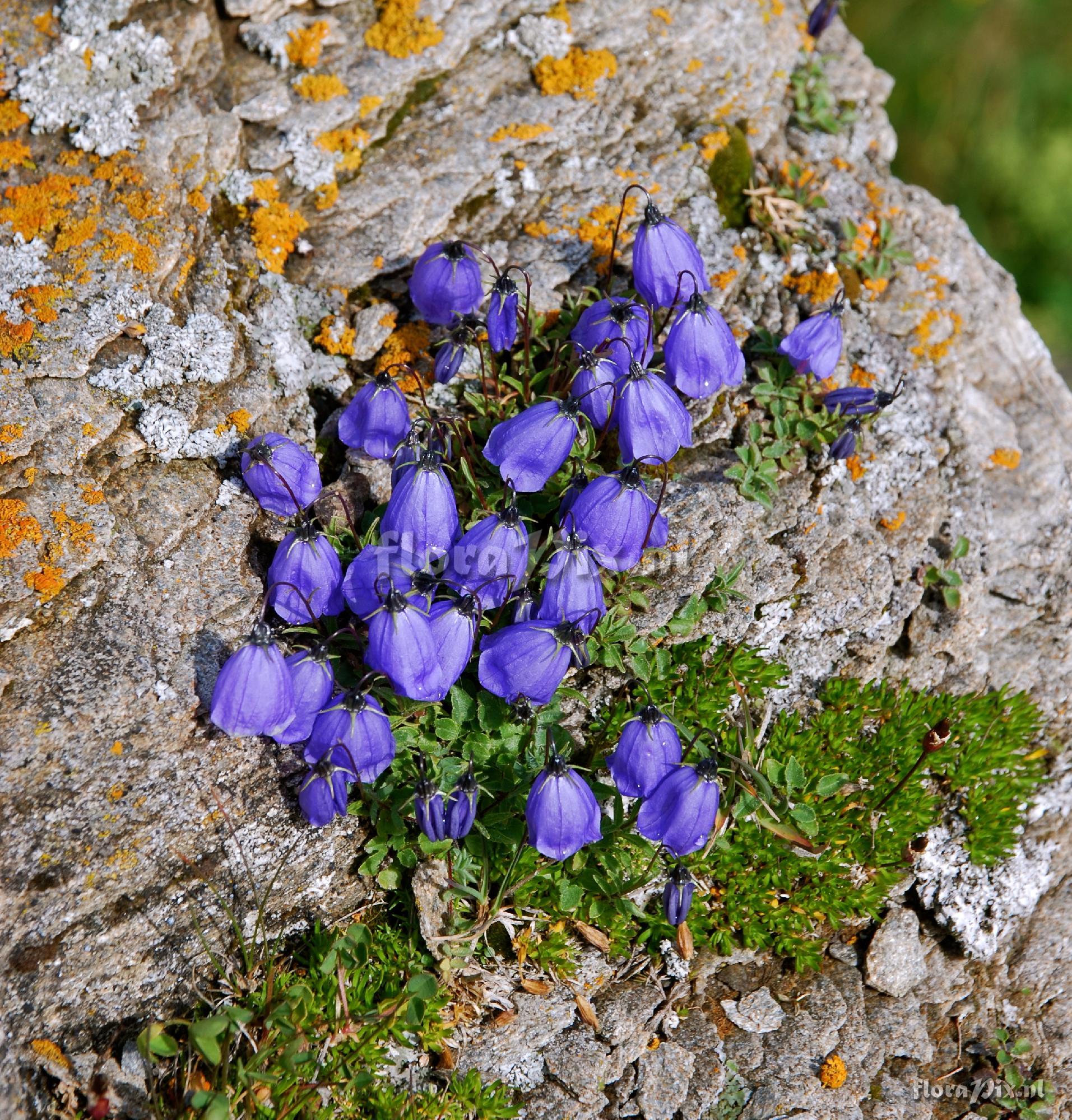 Campanula cochlearifolia