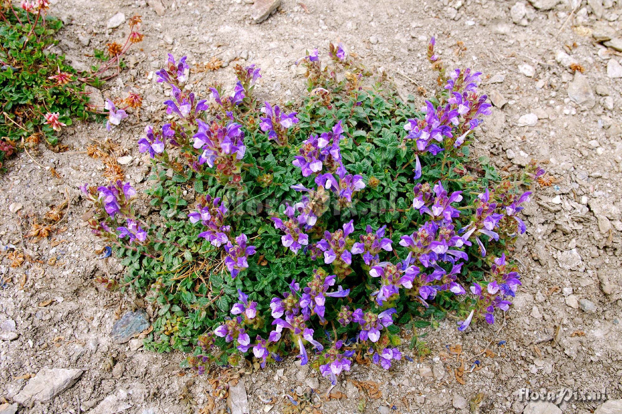 Scutellaria alpina