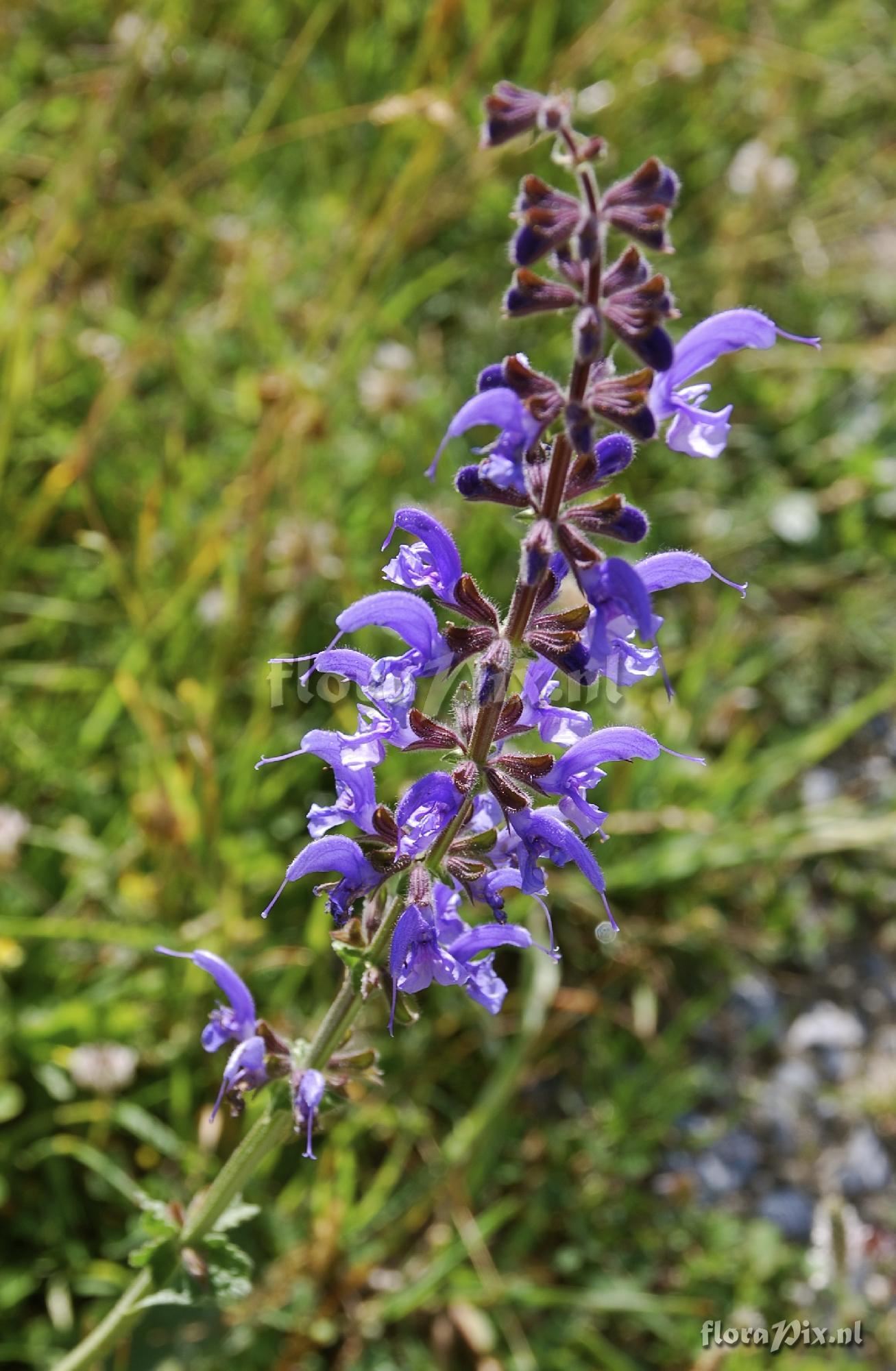 Salvia pratensis