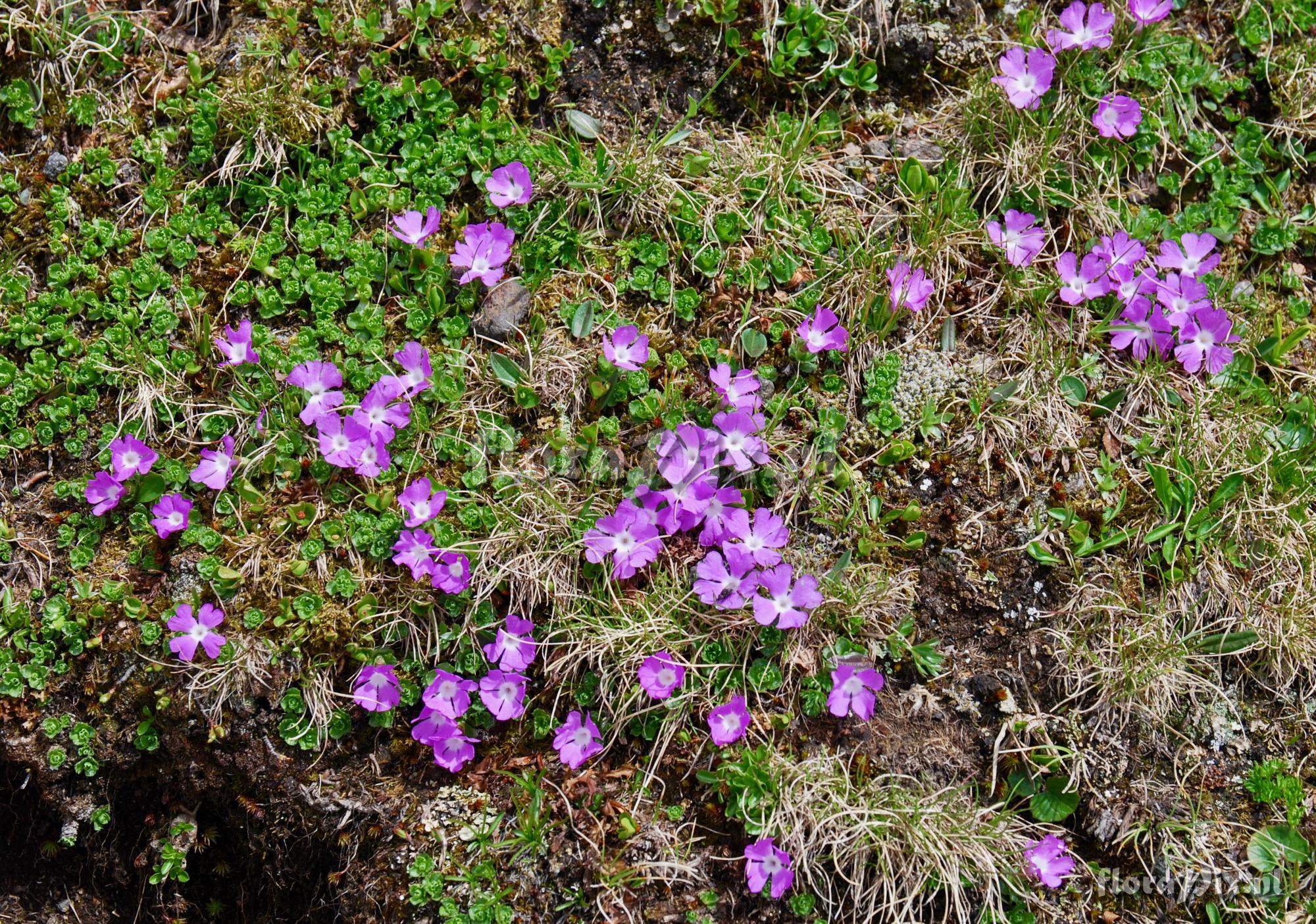 Primula minima