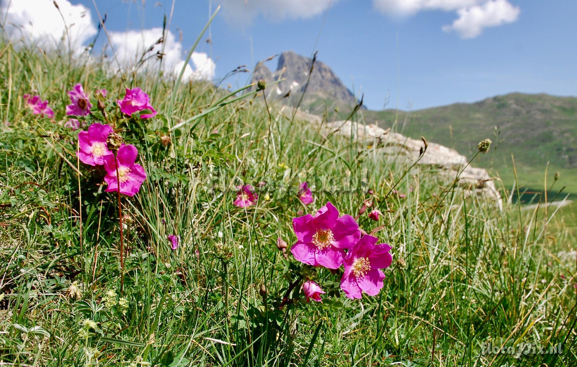 Rosa pendulina