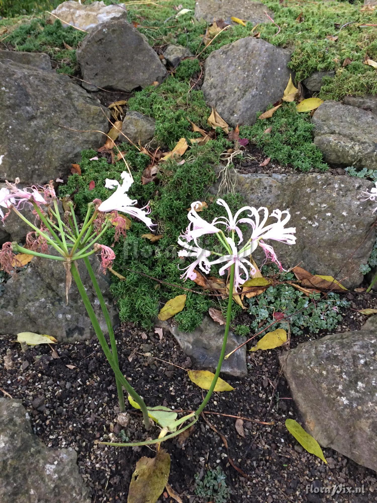 Nerine bowdeni