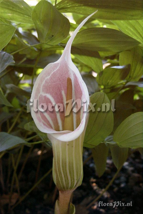 Arisaema candidissimum