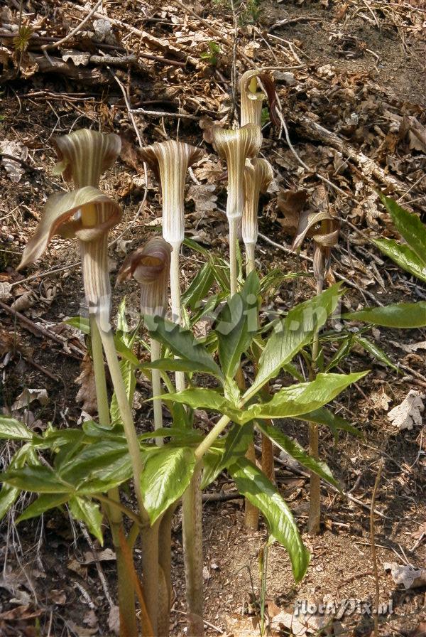 Arisaema limbatum aequinoctiale