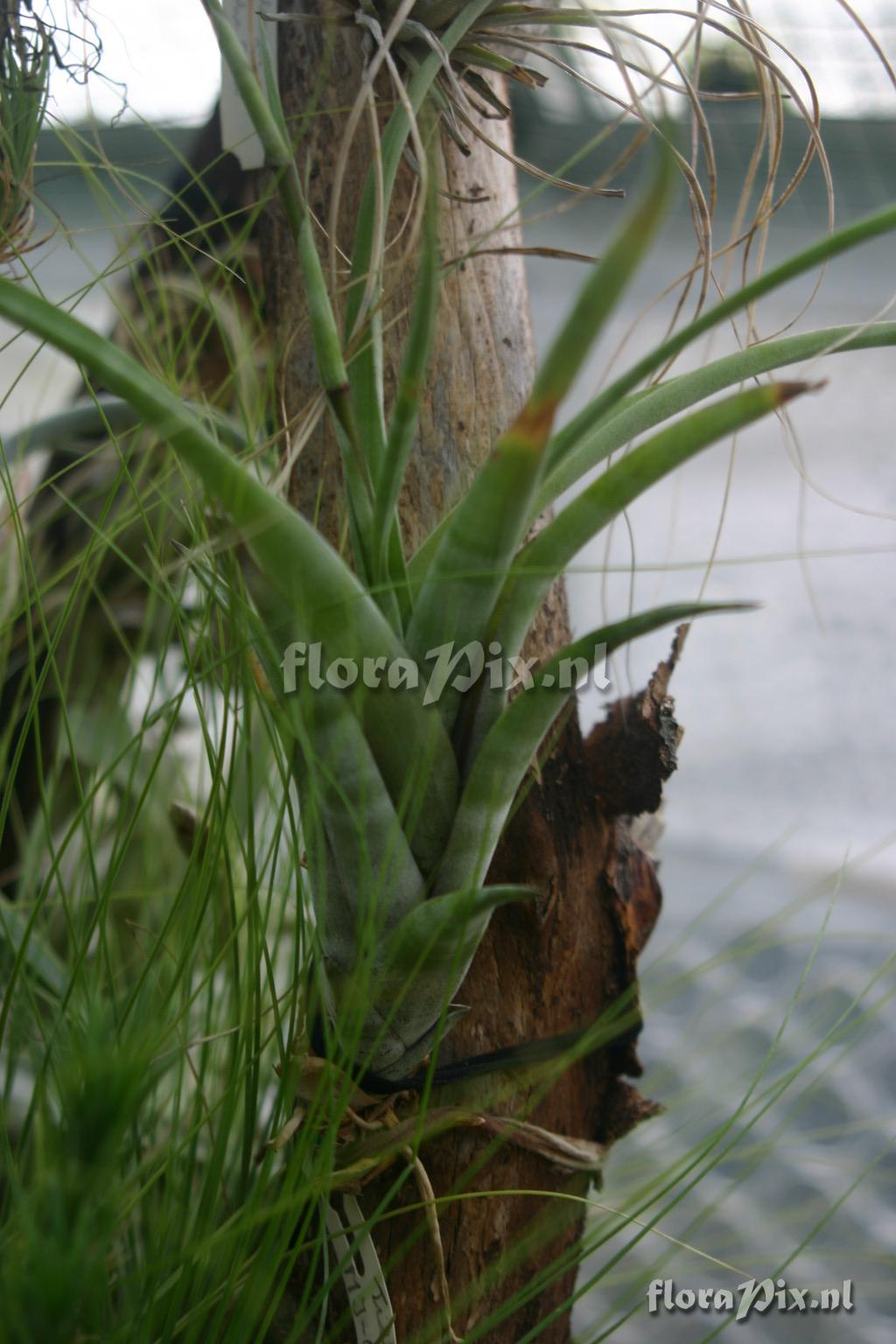 Tillandsia flexuosa