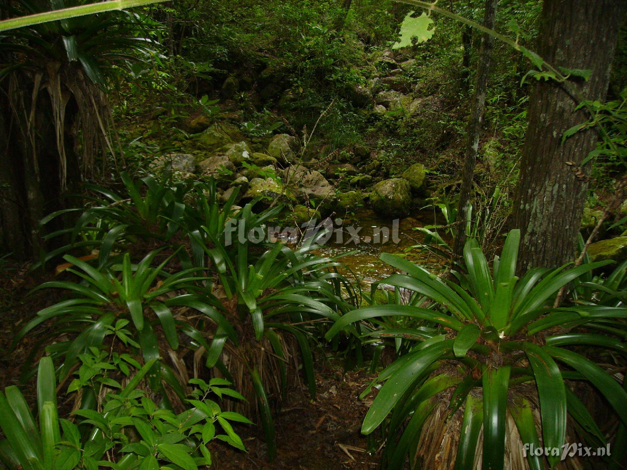 Werauhia werckleana