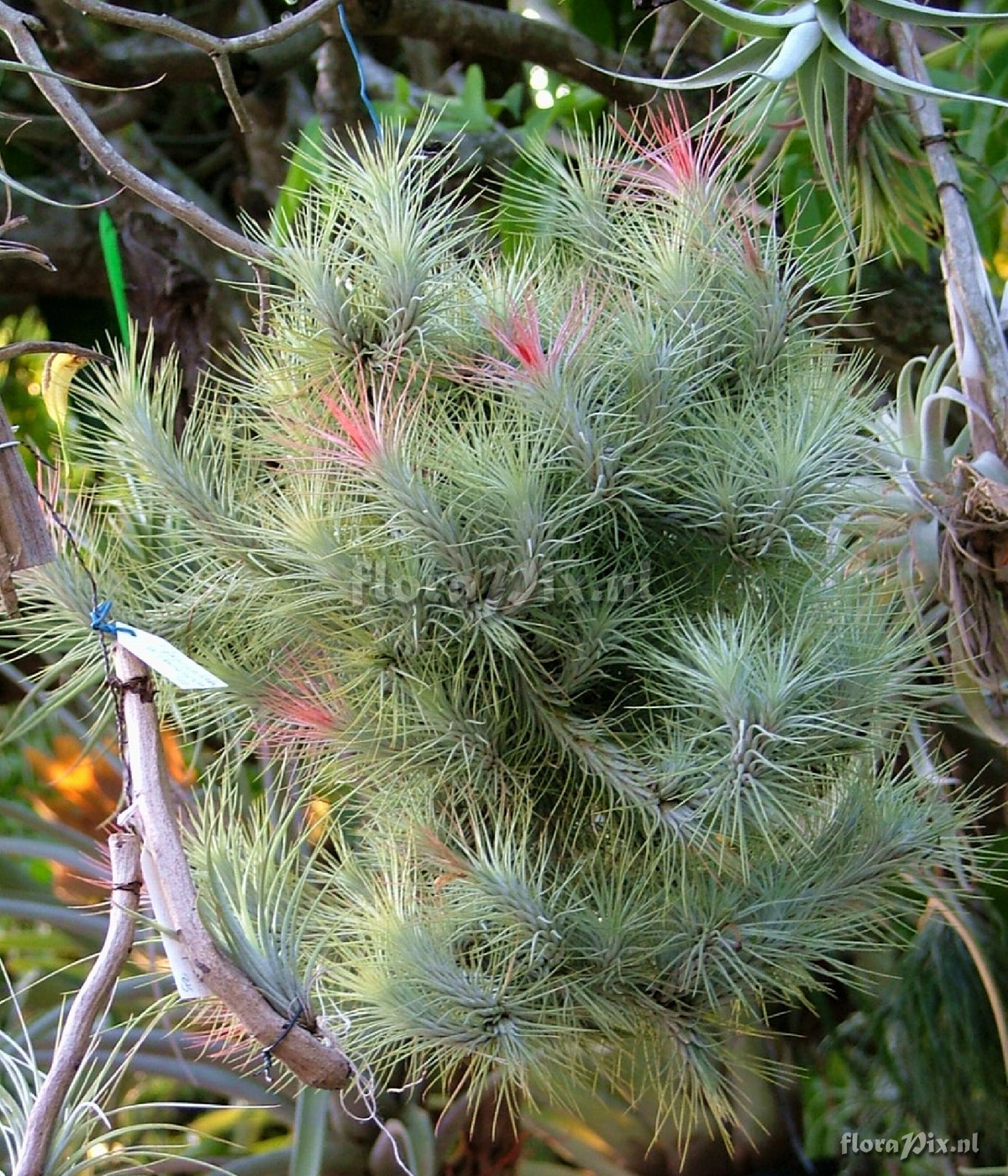 Tillandsia funckiana