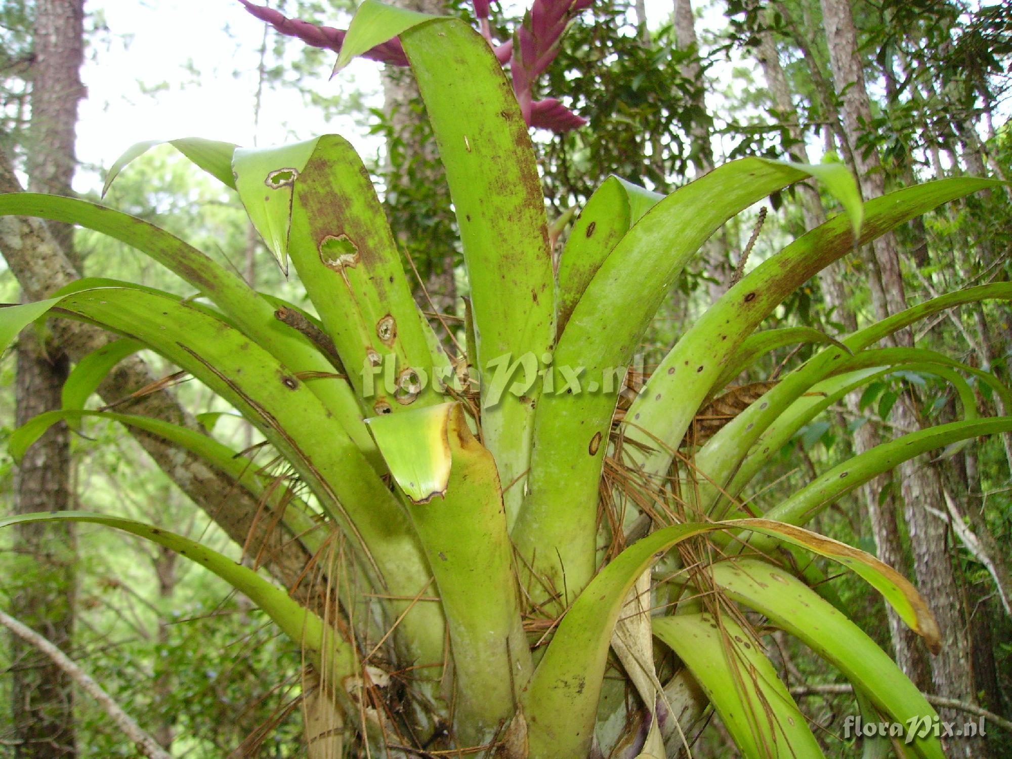 Tillandsia lucida