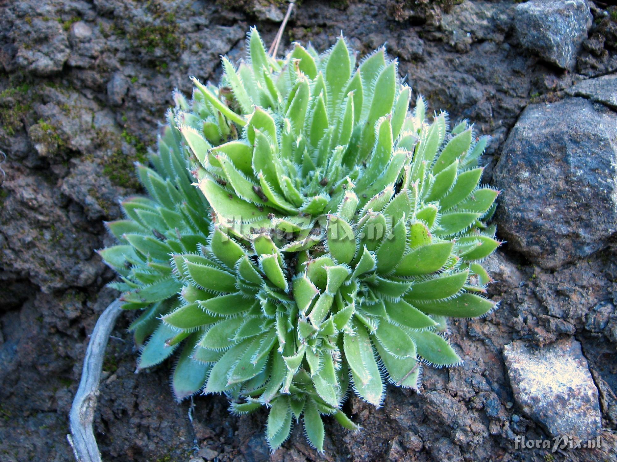 Aeonium simsii