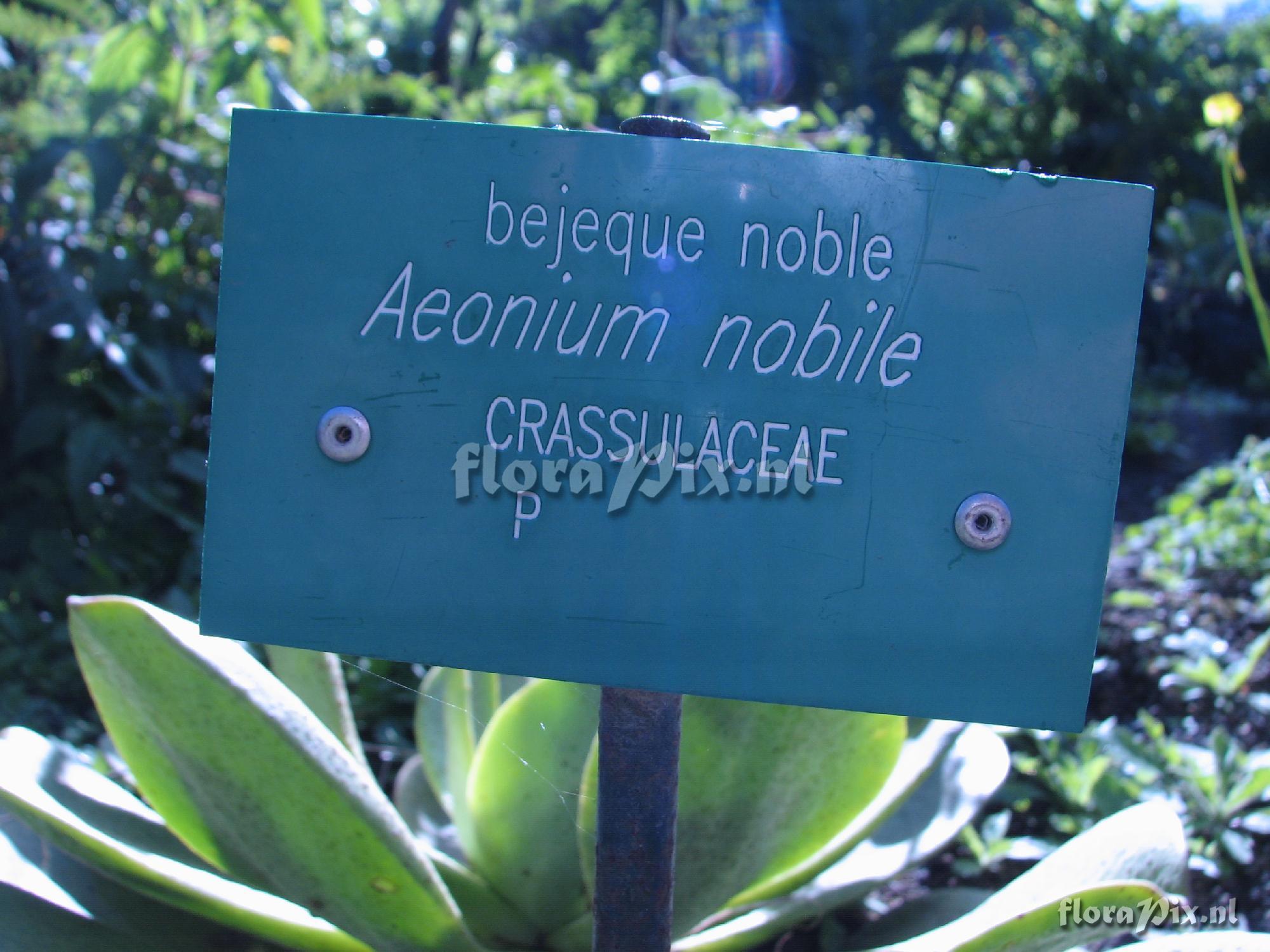 Aeonium nobile