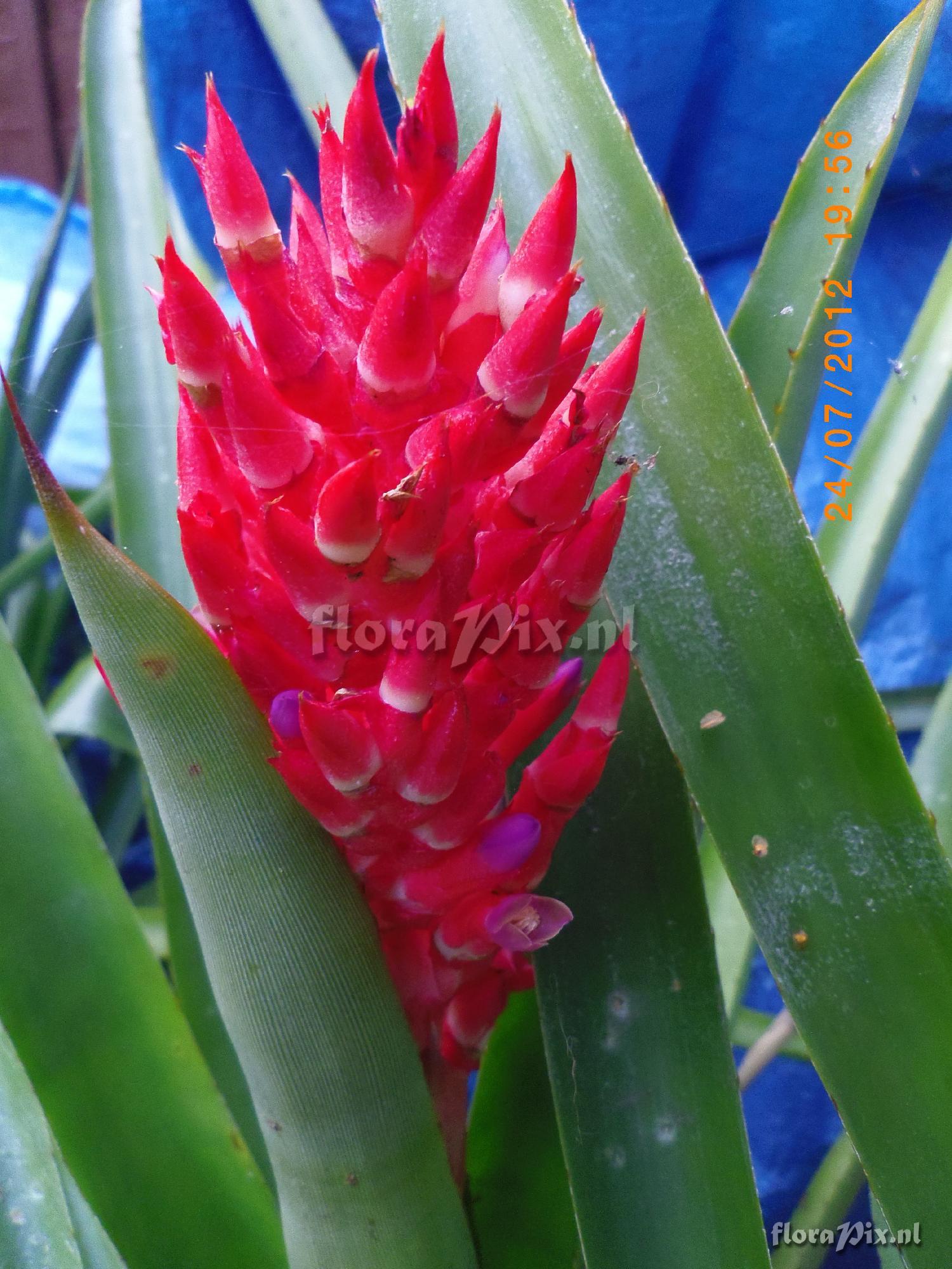 Aechmea distichantha vatr. schlumbergeri