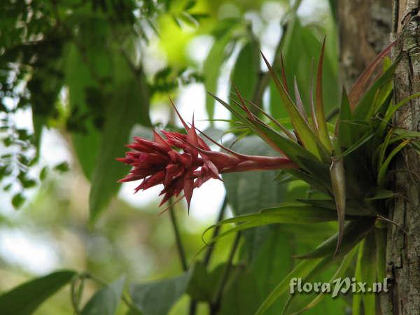 Tillandsia geminiflora