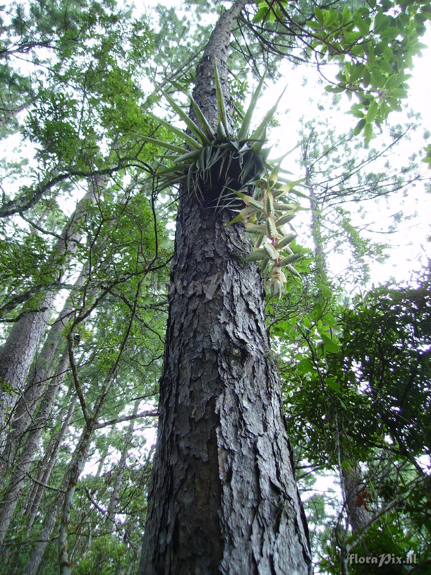 Tillandsia eizii