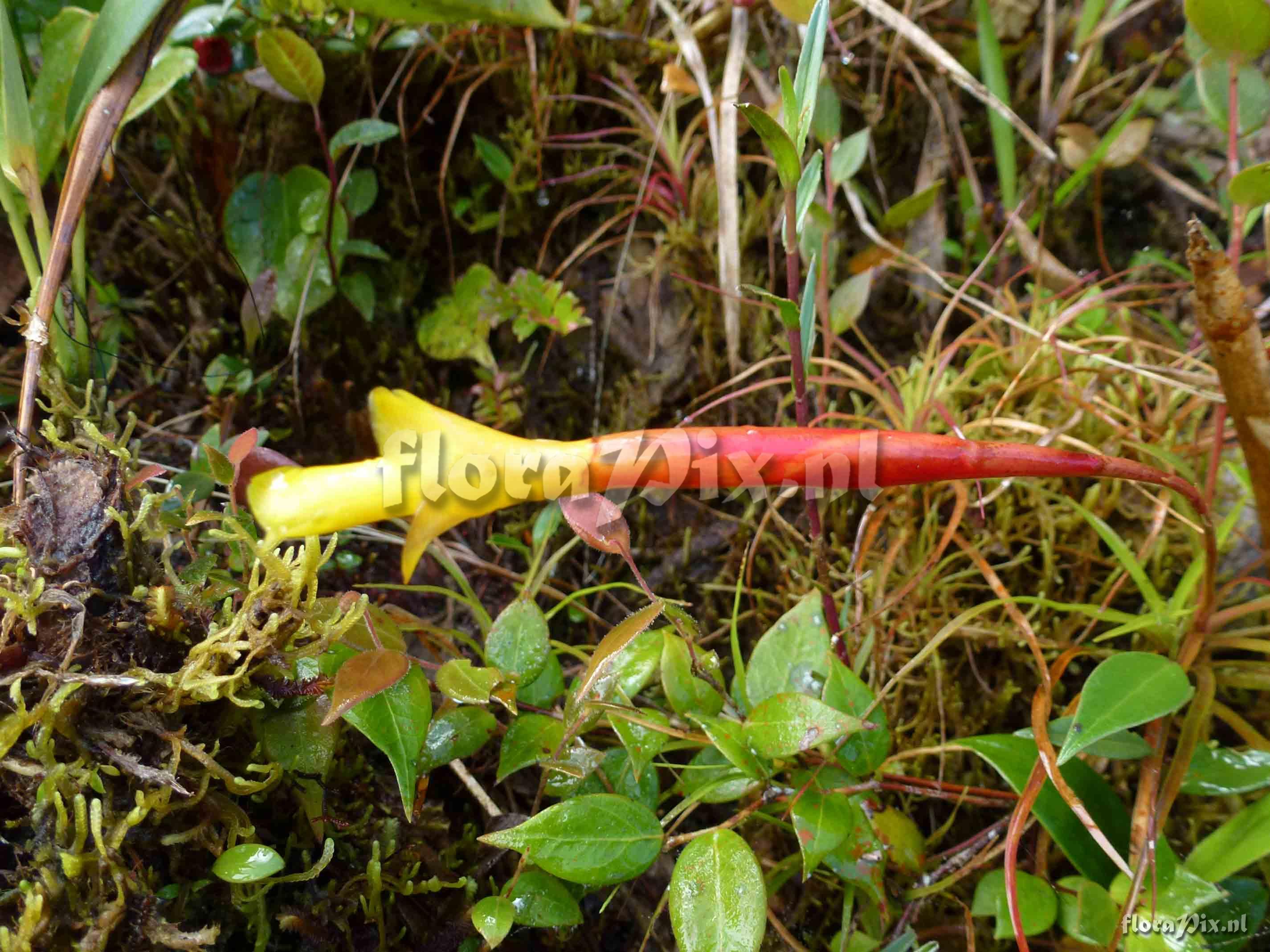 Guzmania oligantha