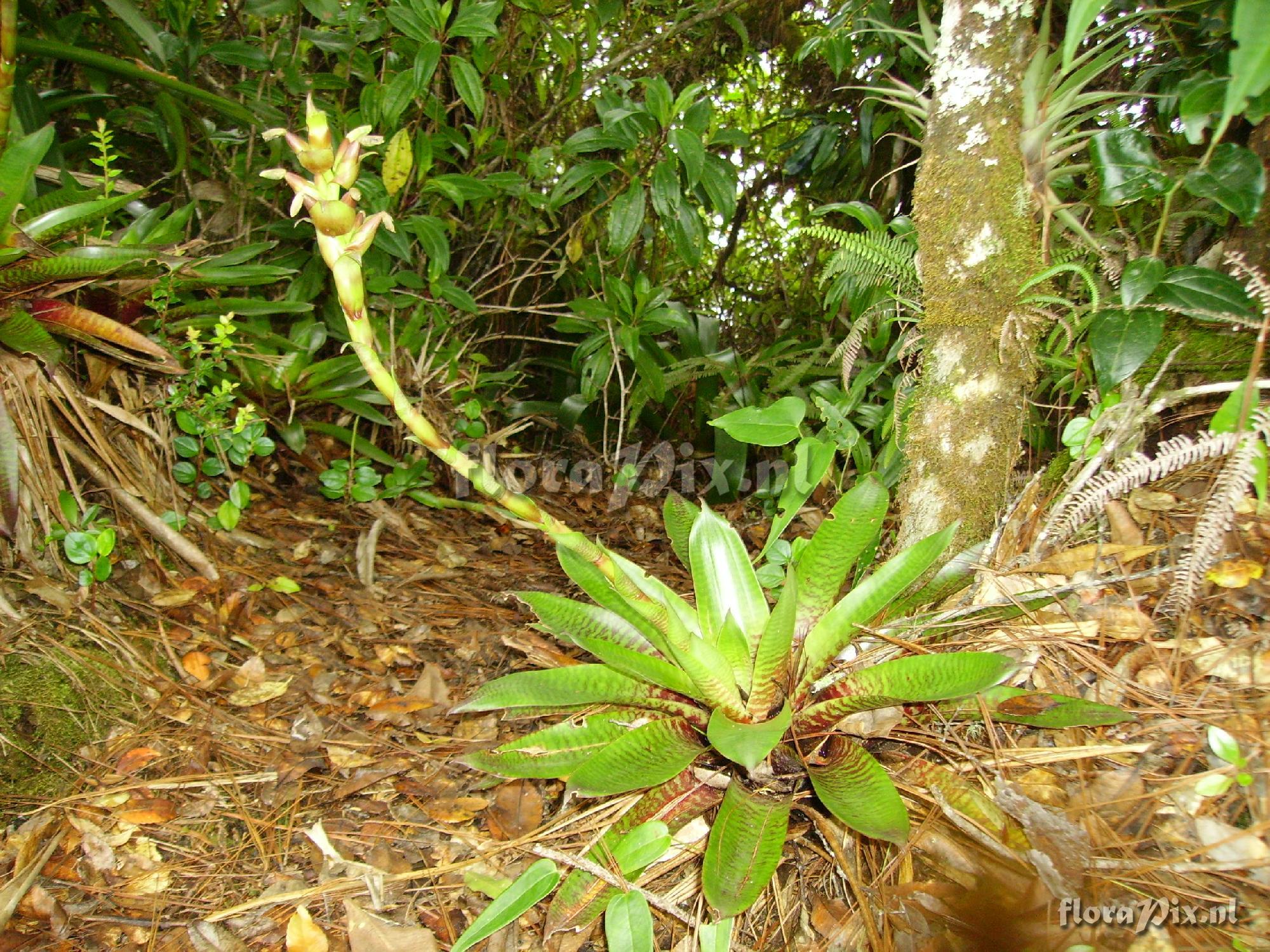 Werauhia nephrolepis