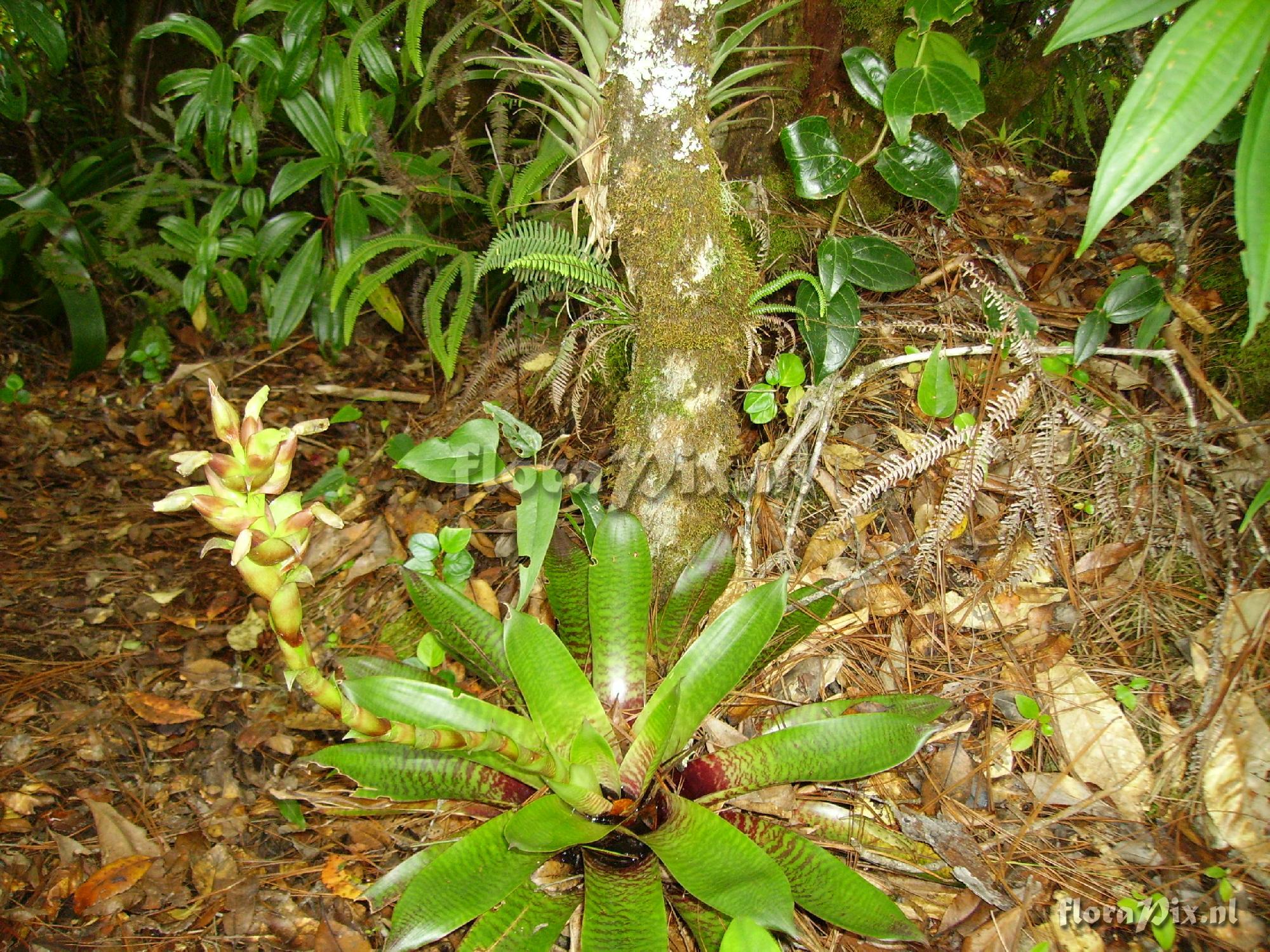 Werauhia nephrolepis