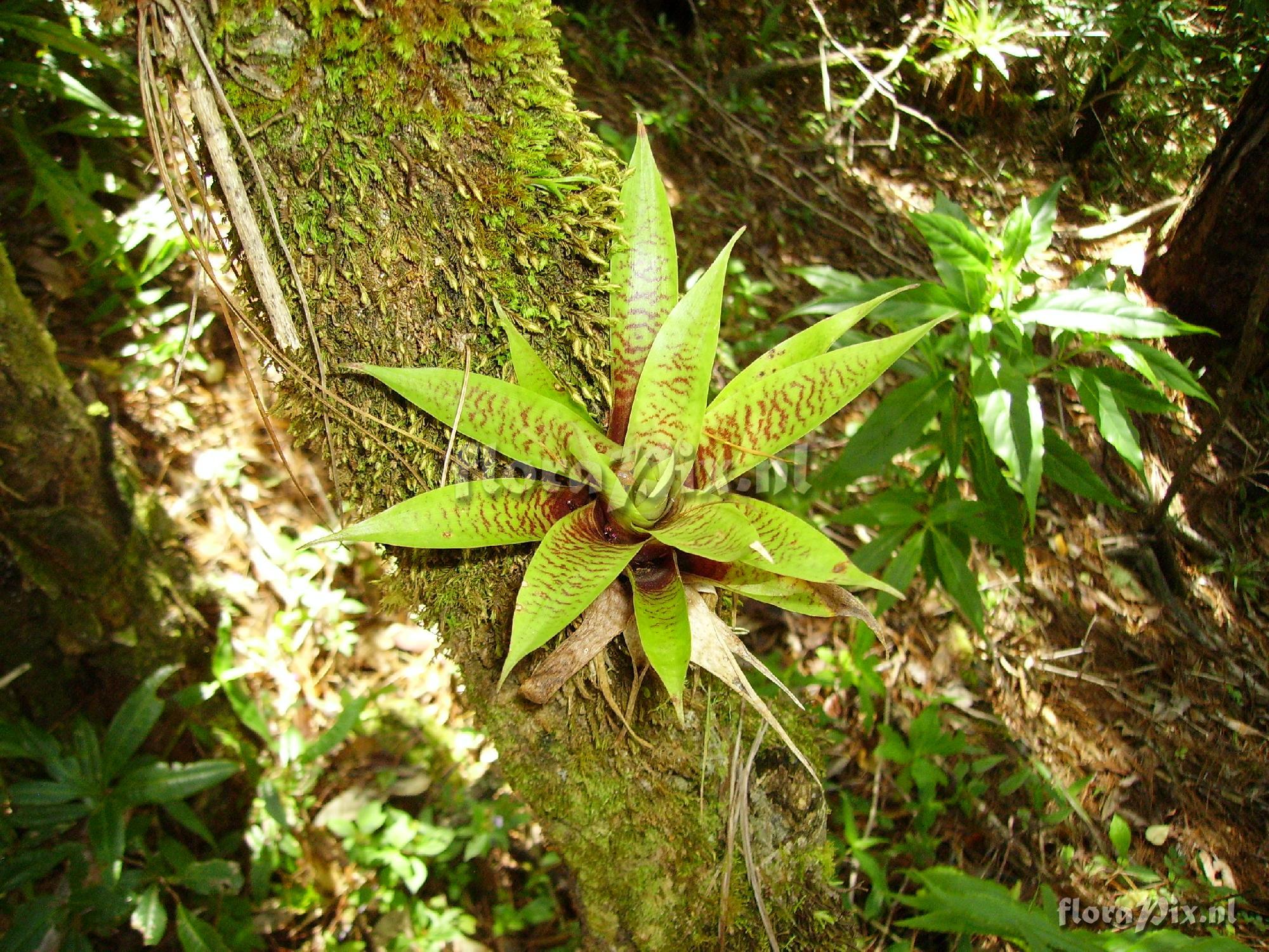 Werauhia nephrolepis