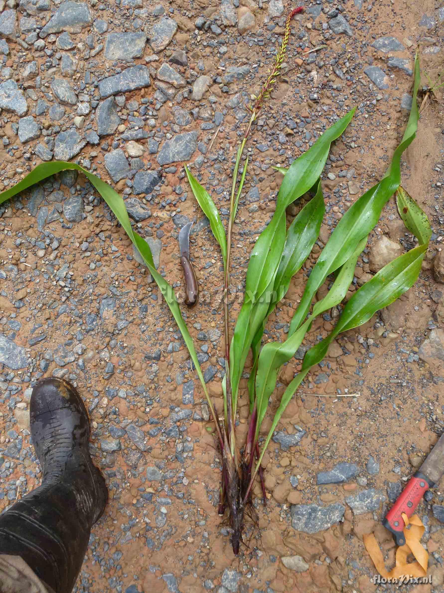 Pitcairnia bicolor