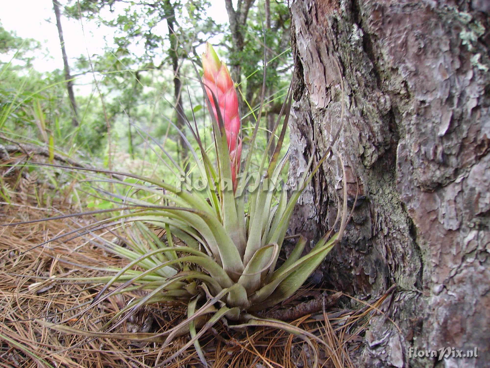 Tillandsia aff. zoquensis