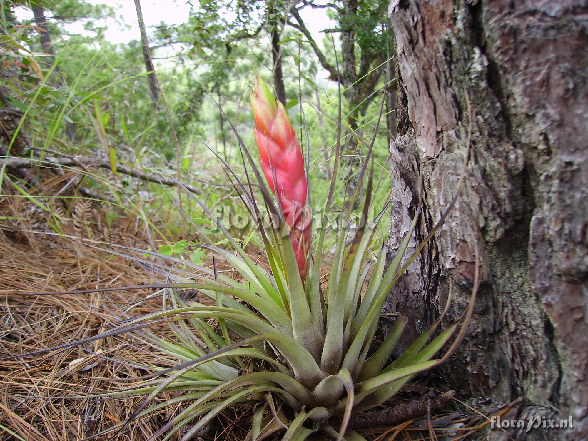 Tillandsia aff. zoquensis