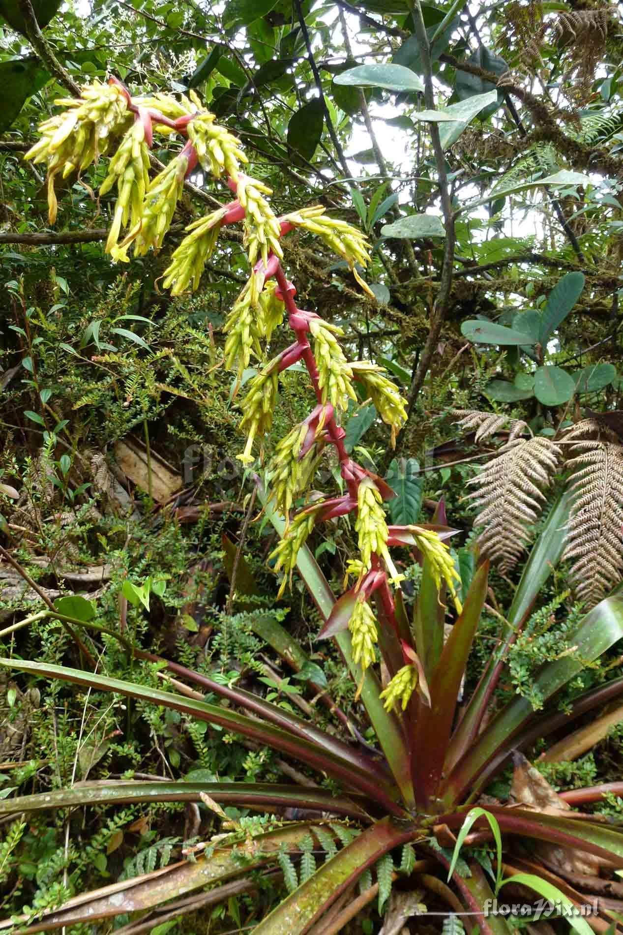 Guzmania sieffiana