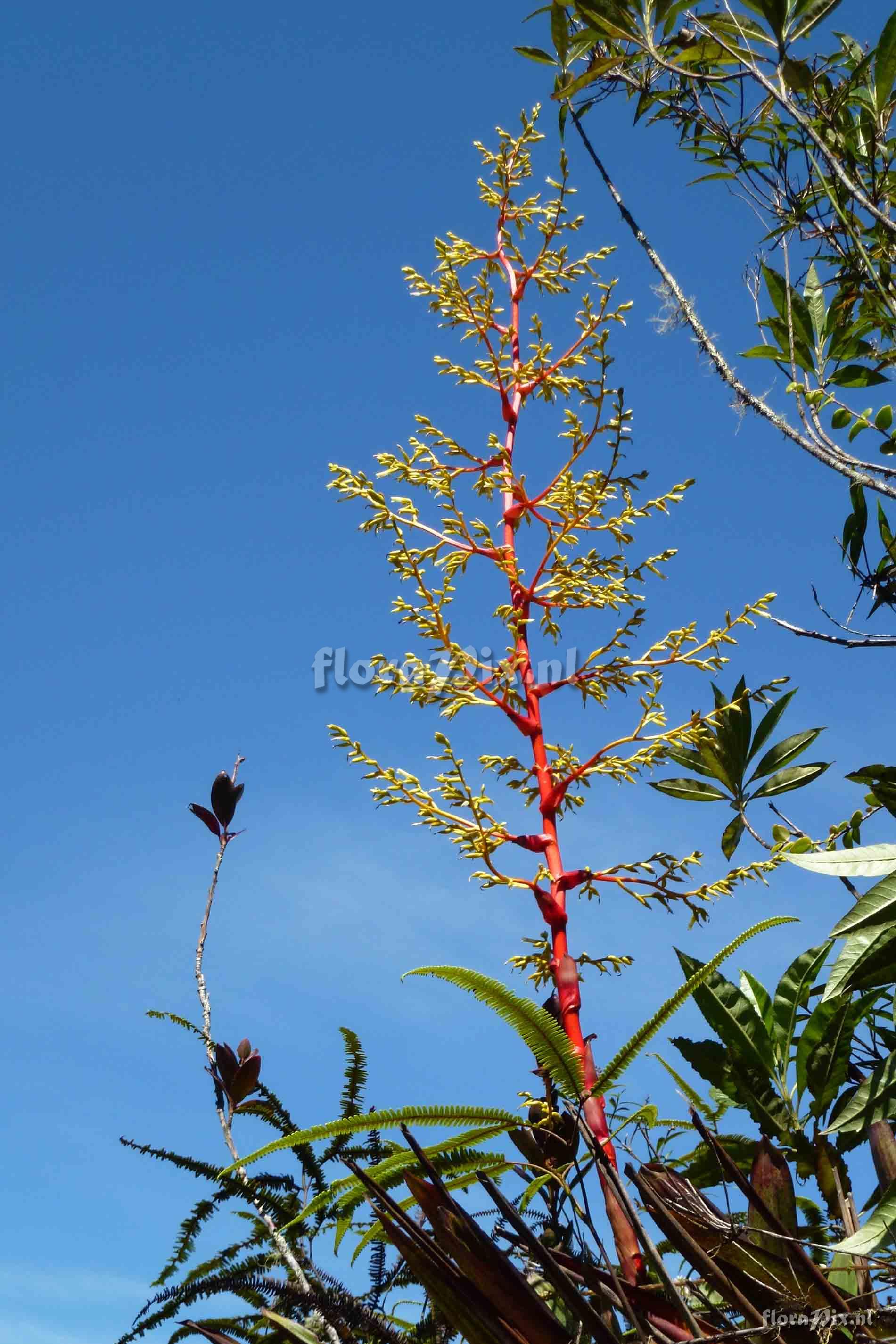 Guzmania diffusa